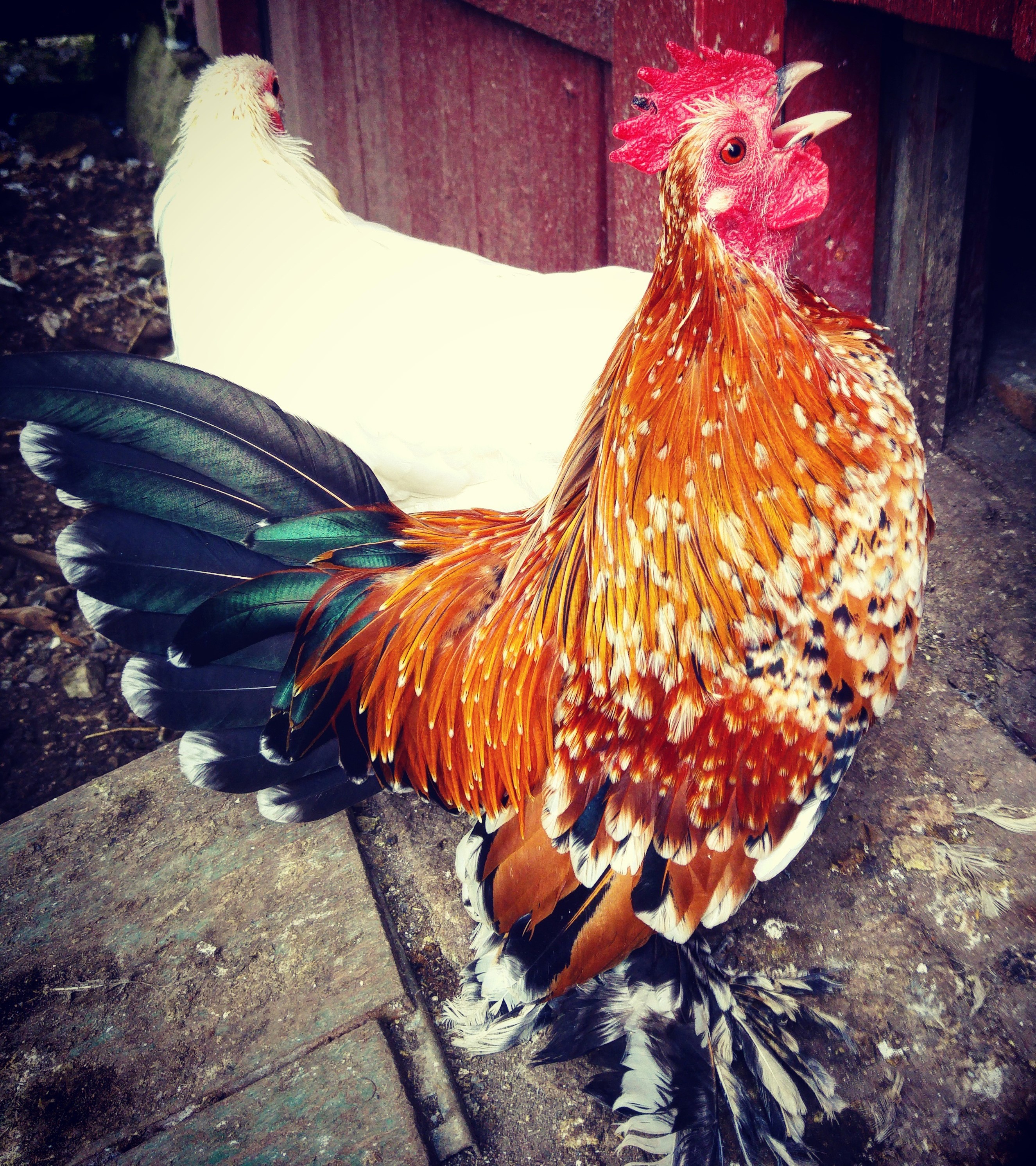 Rooster and white hen in front of a wooden structure HD Wallpaper