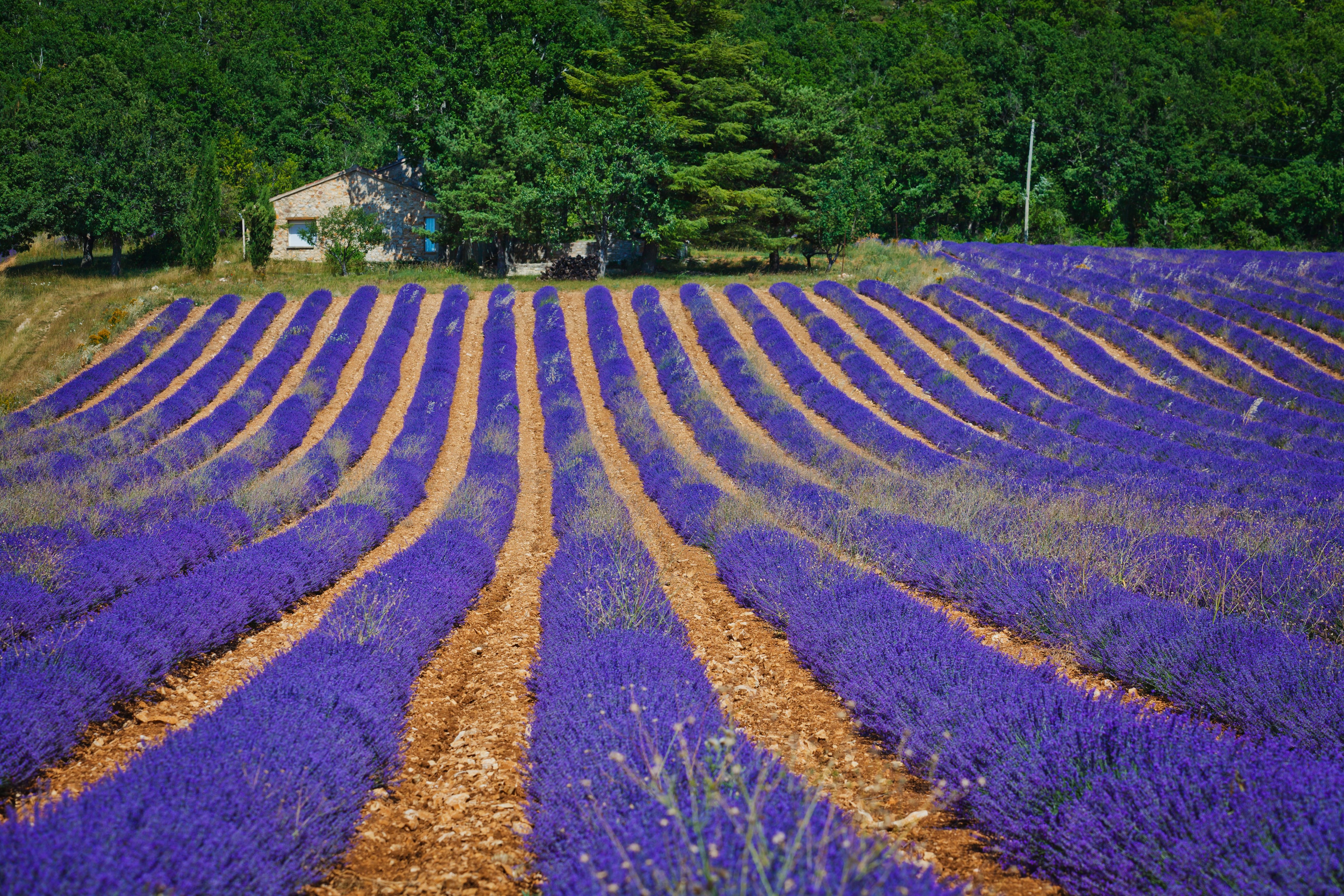 Lavender fields in Valensole, France HD Wallpaper