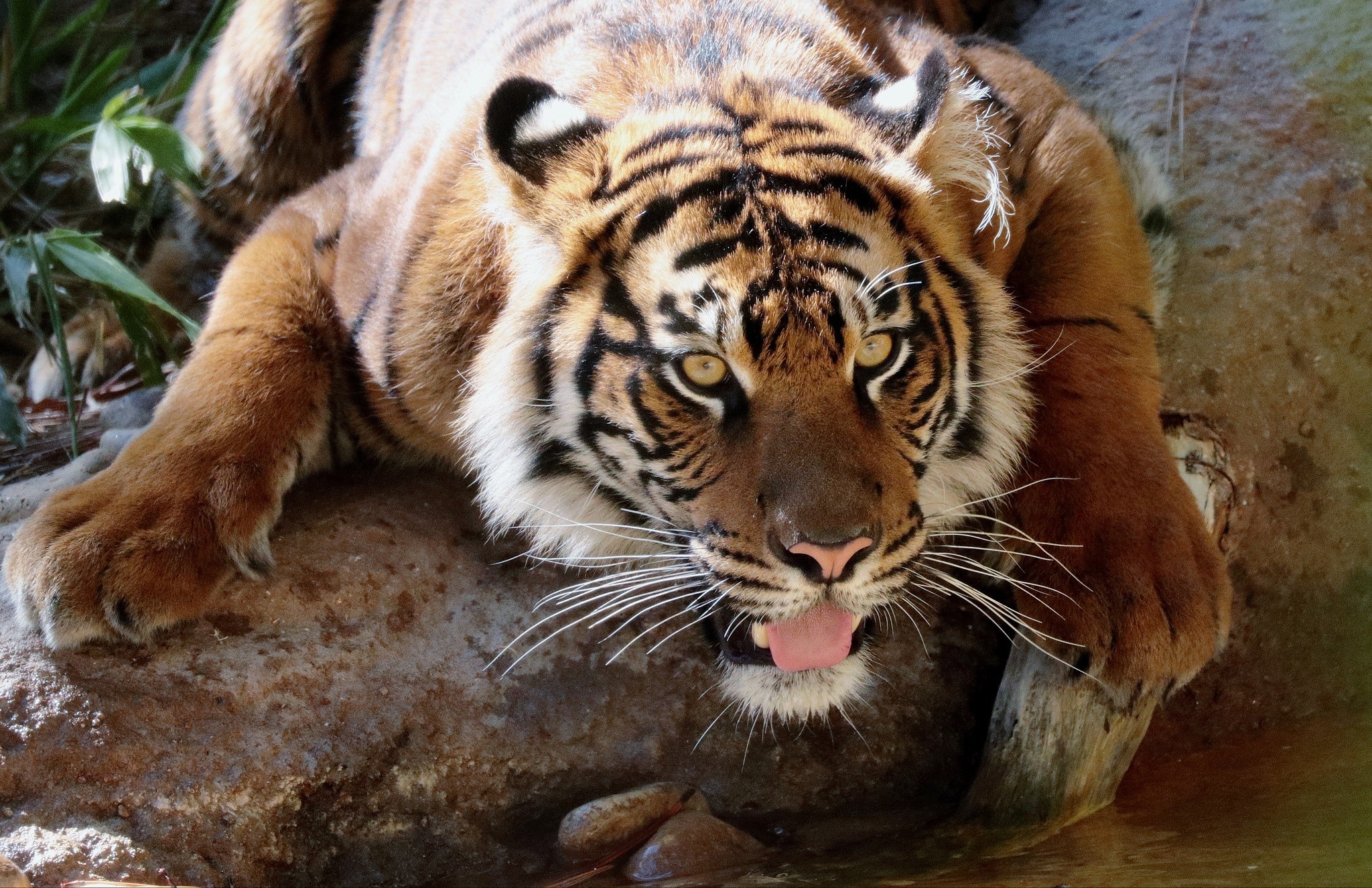 Tiger with tongue out on rocks HD Wallpaper
