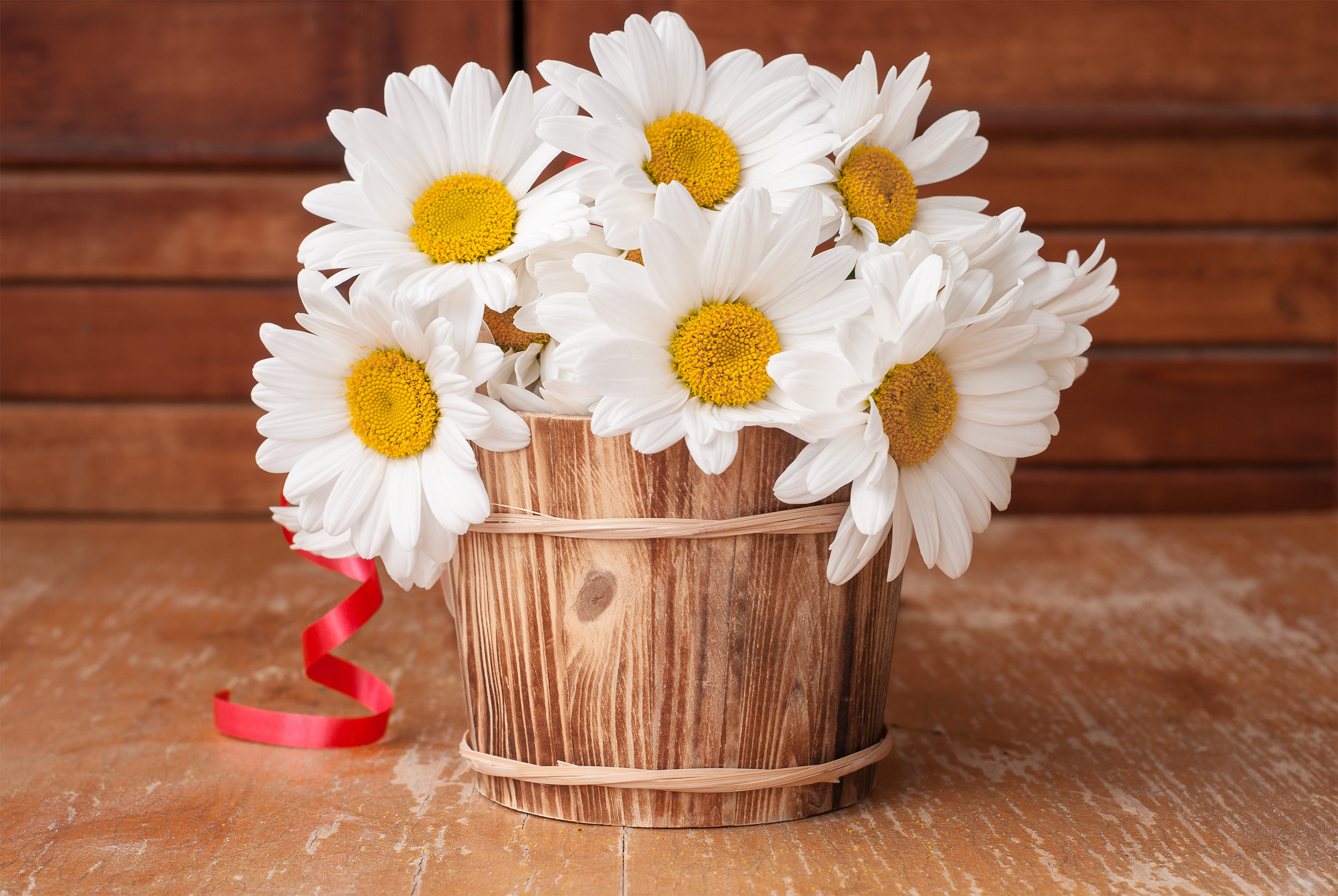Bucket of White Camomiles with Red Ribbon HD Wallpaper