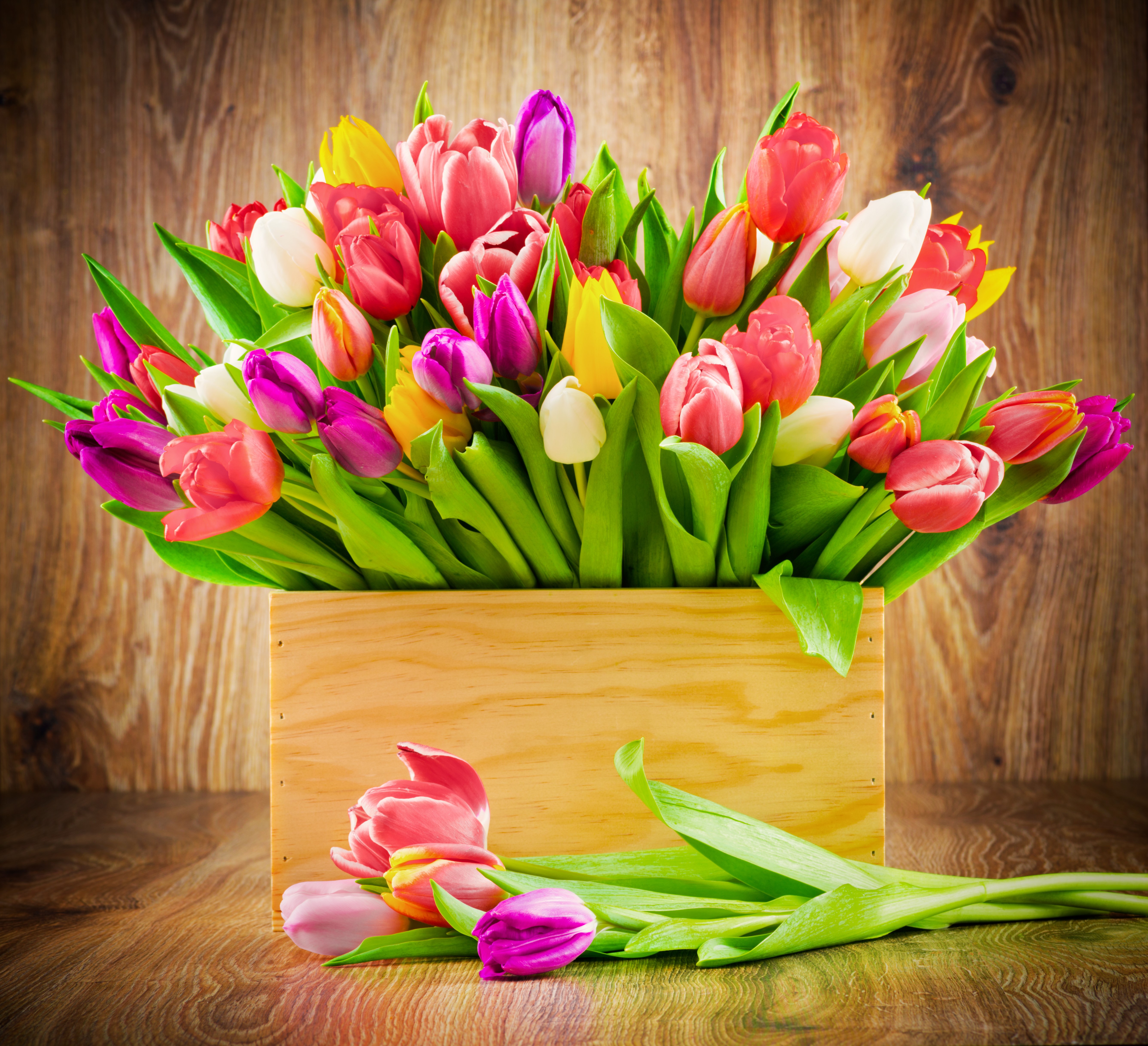 Colorful Tulips in a Wooden Crate HD Wallpaper