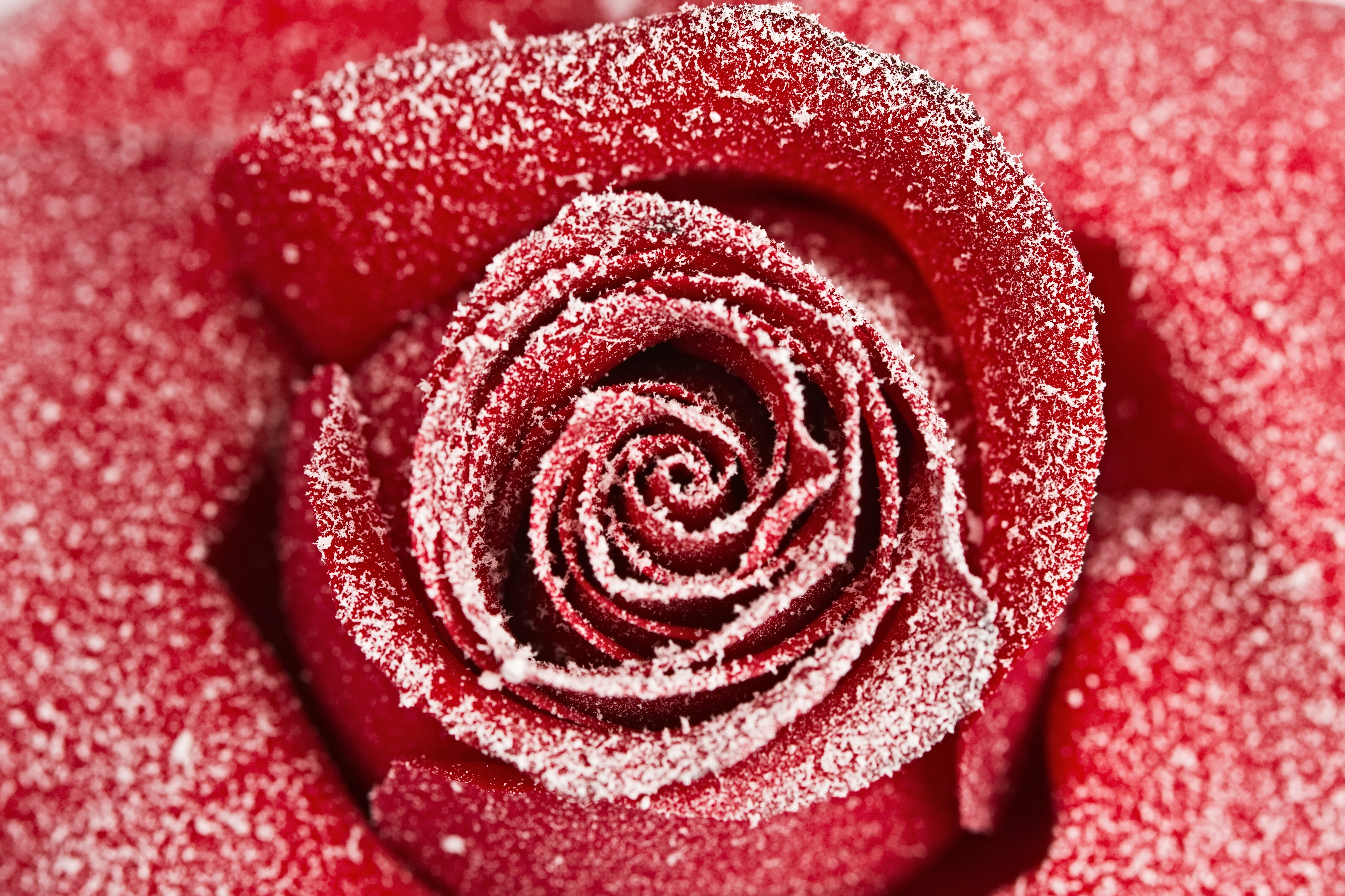 Red Rose Covered in Snow HD Wallpaper