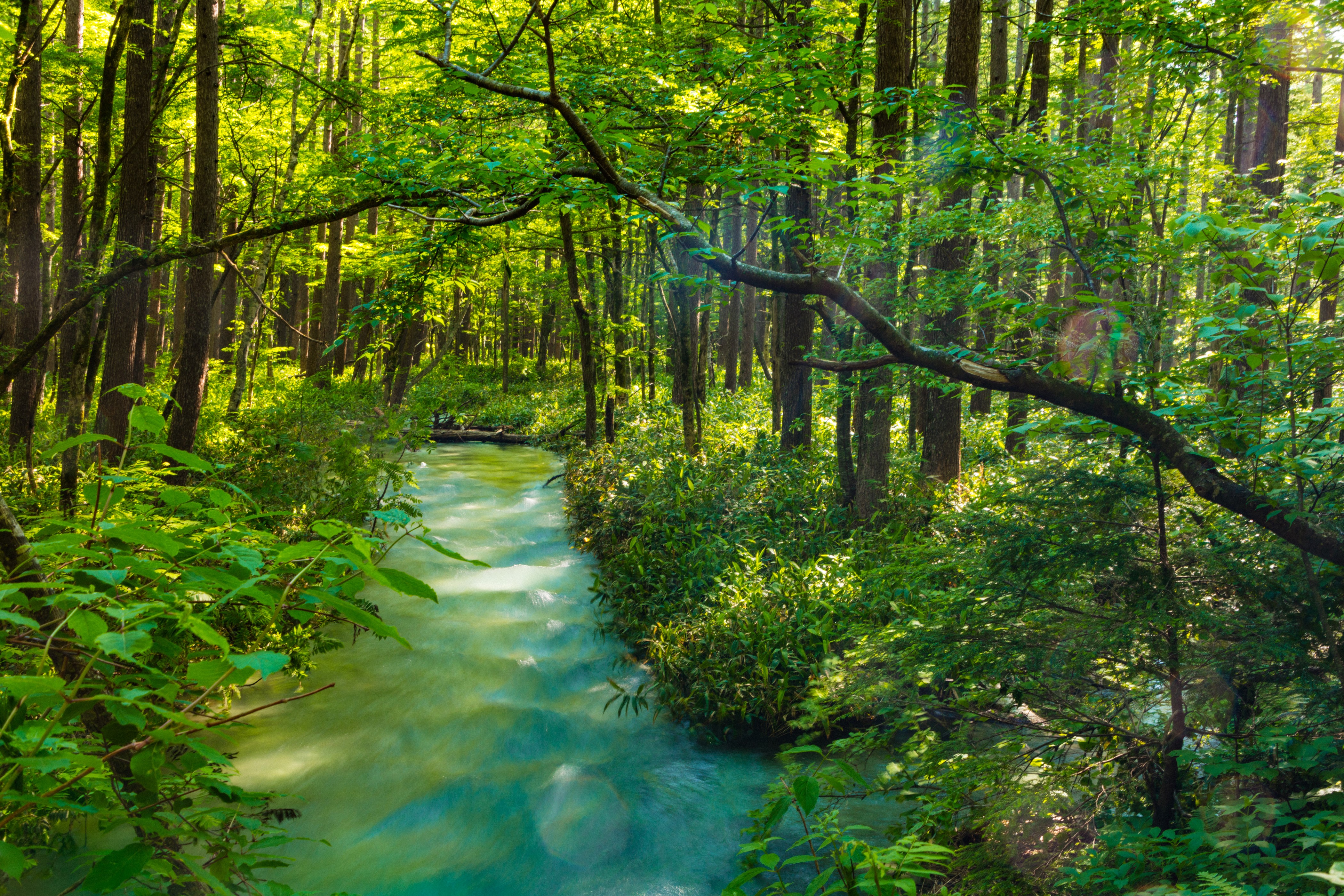 4K Kamikochi Japan Forest Stream HD Wallpaper