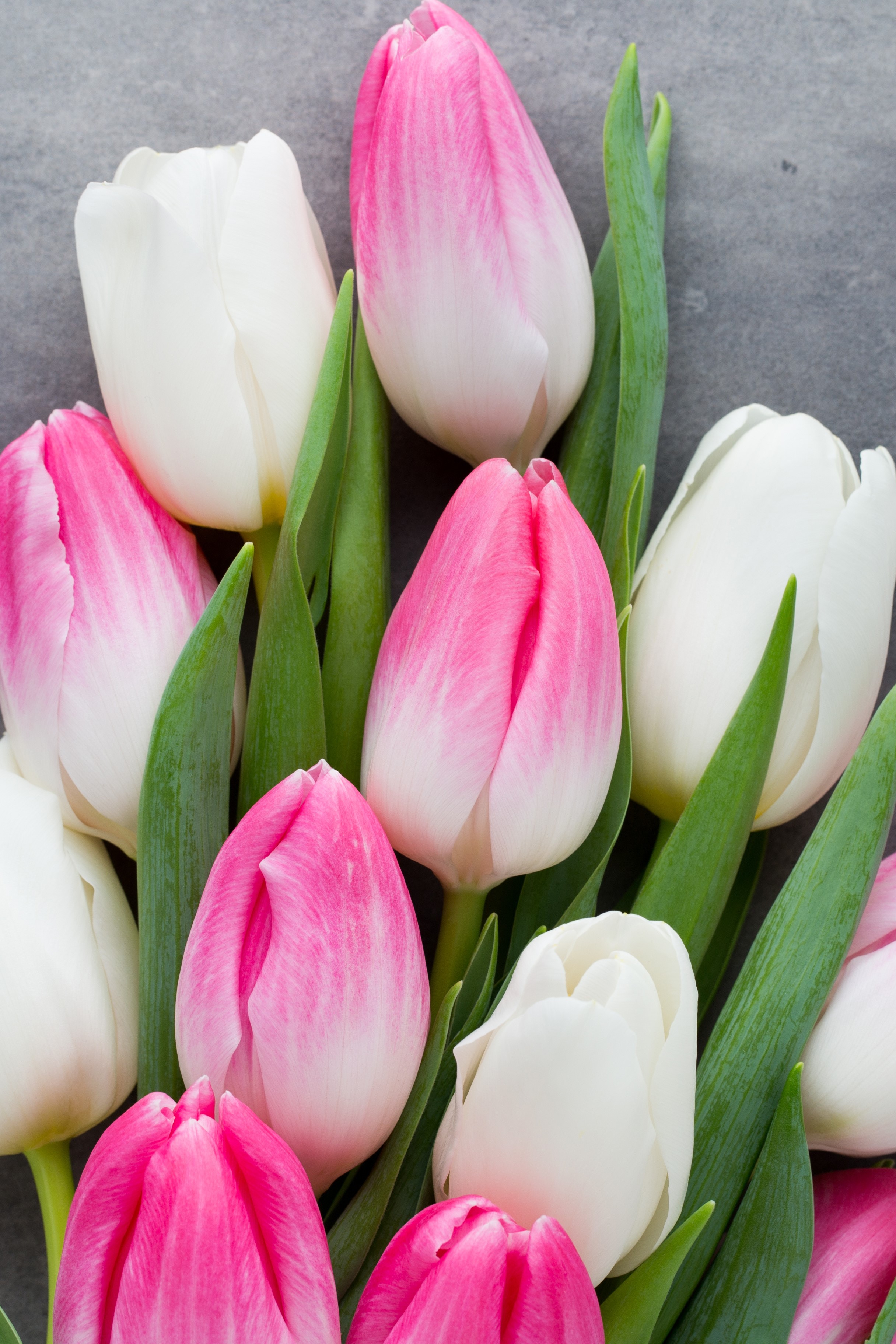 Pink and white tulips on a gray background HD Phone Wallpaper