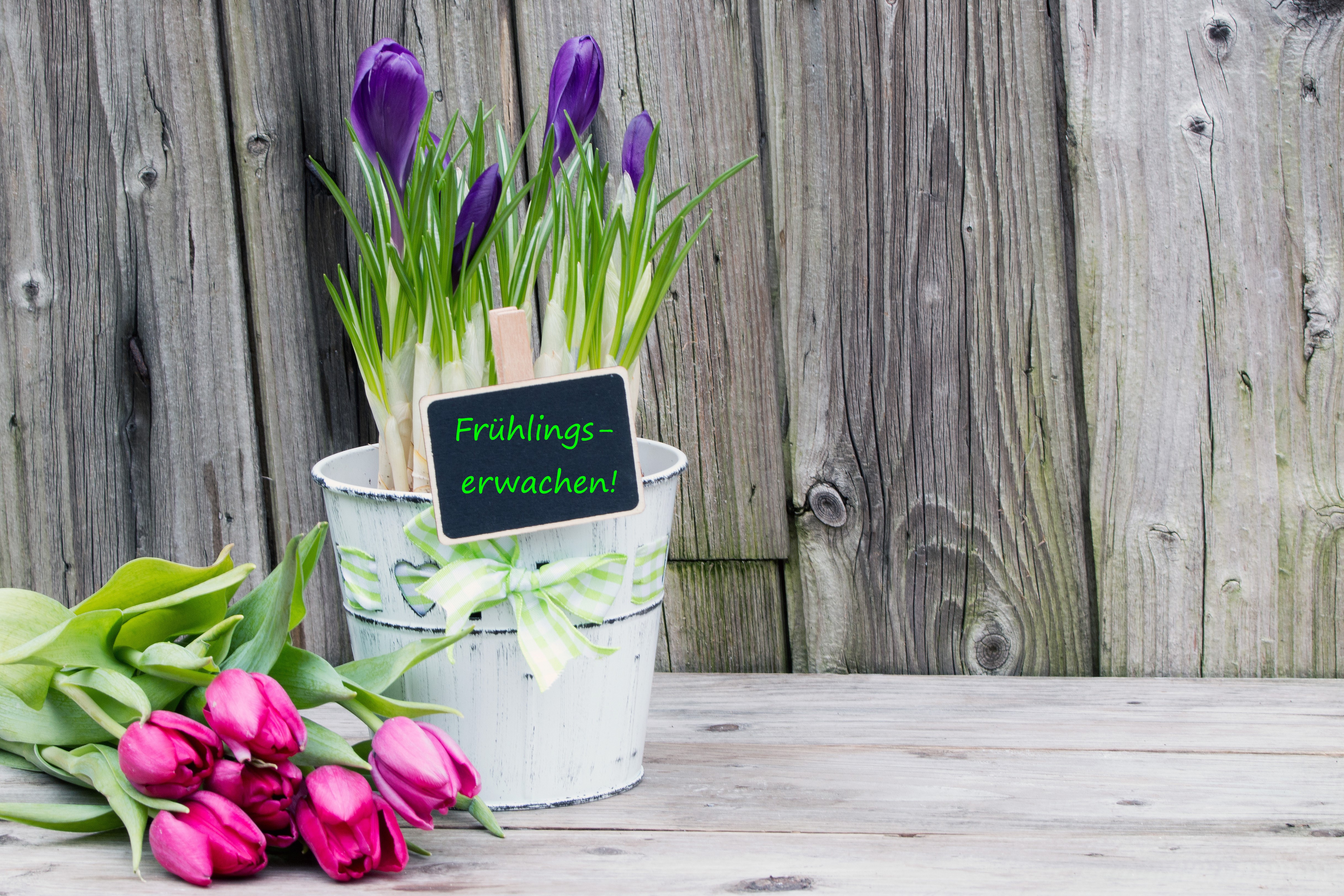 Tulips and Crocuses with "Frühlings-erwachen!" sign HD Wallpaper