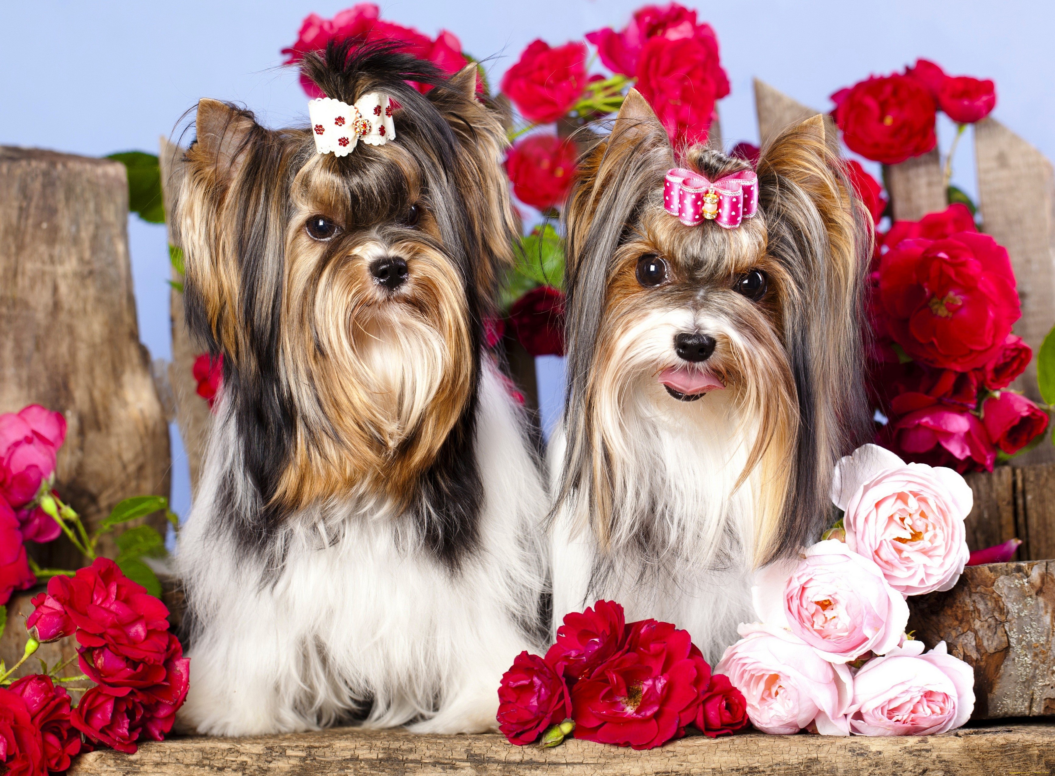 Two Biewer Terriers with Roses HD Wallpaper