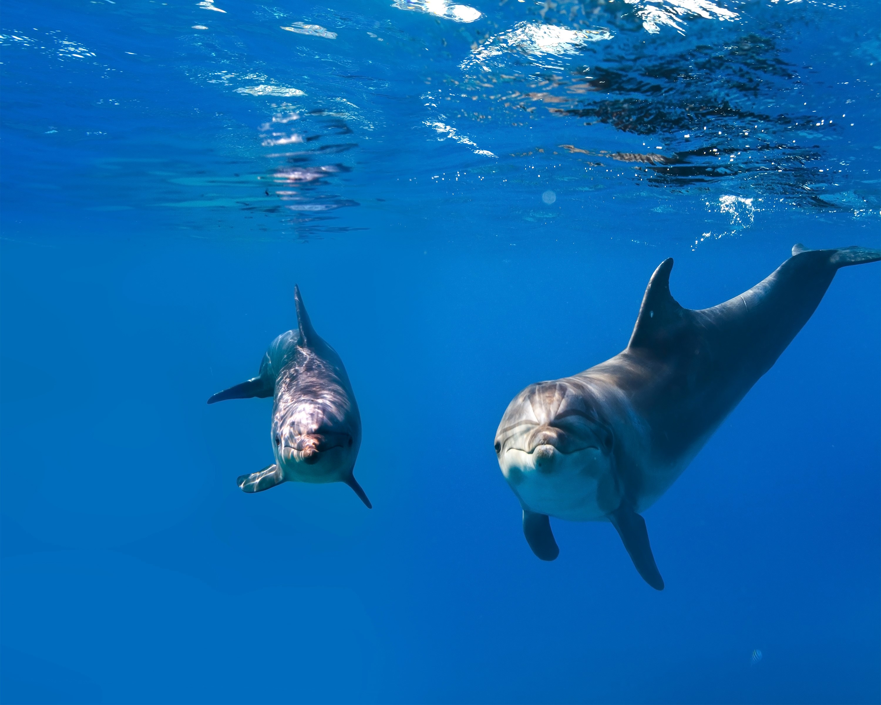 Two dolphins swimming underwater HD Wallpaper