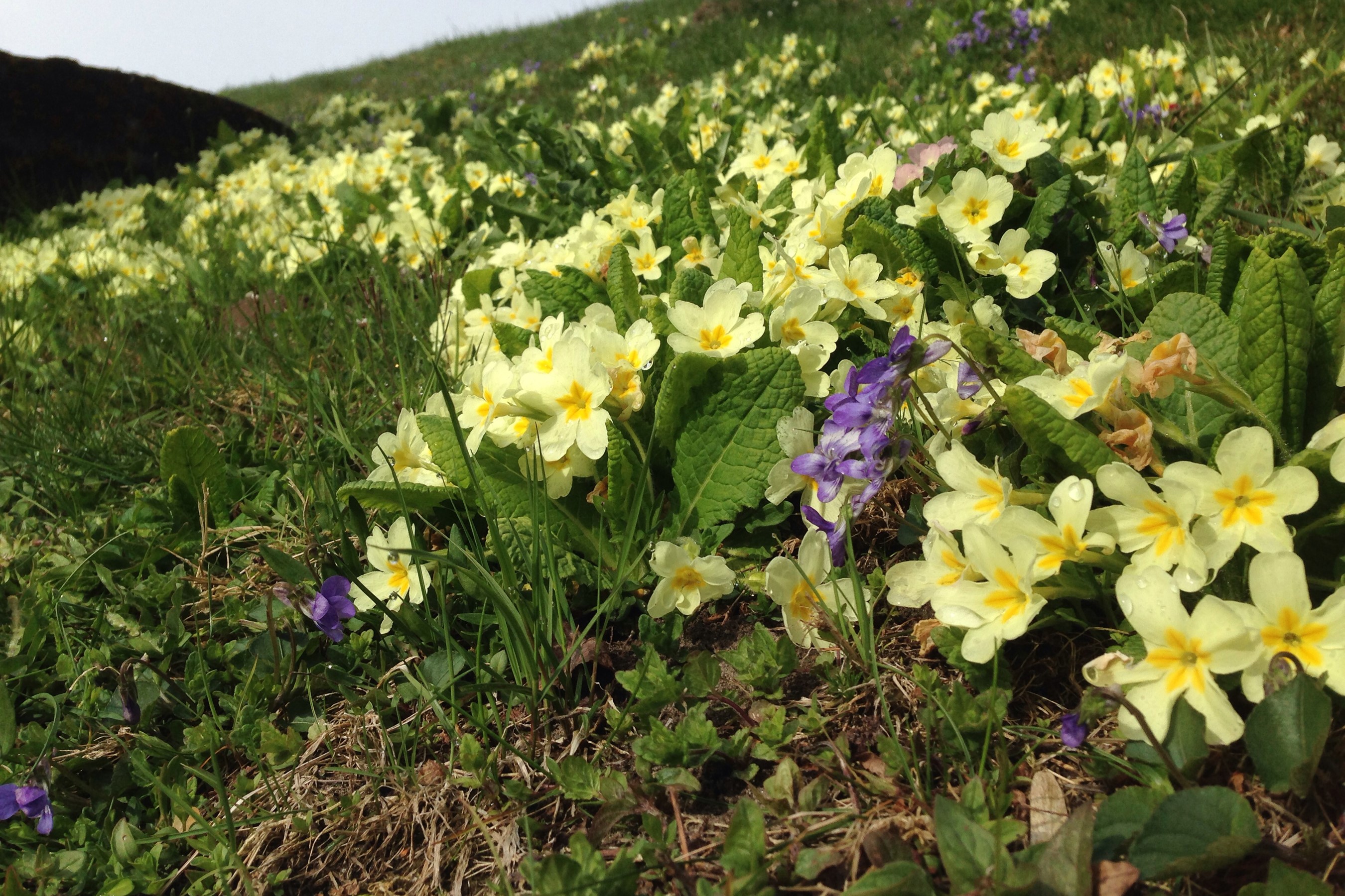 Field of yellow primroses and purple violets HD Wallpaper