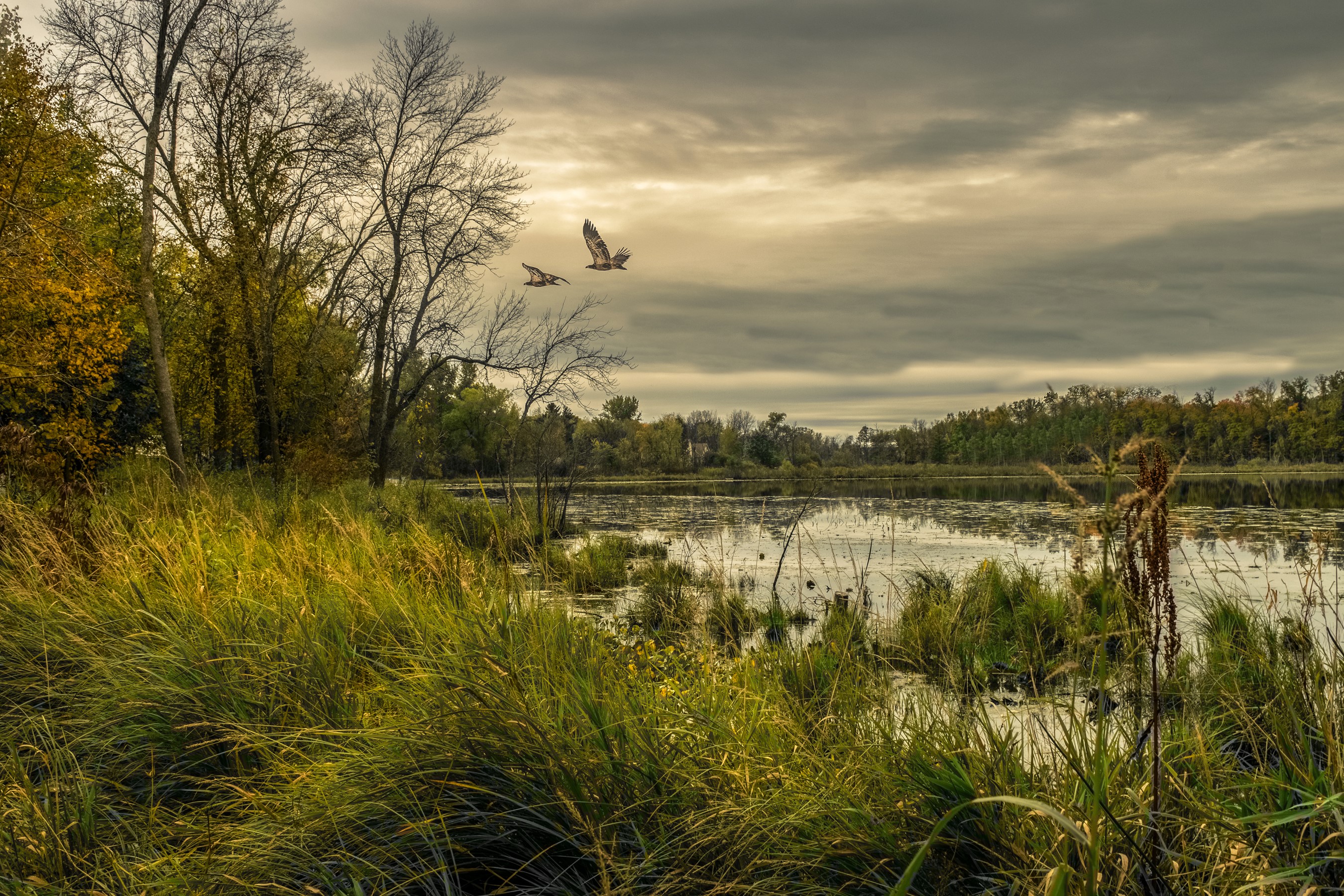 Two birds flying over a lake in Chisago, Minnesota HD Wallpaper