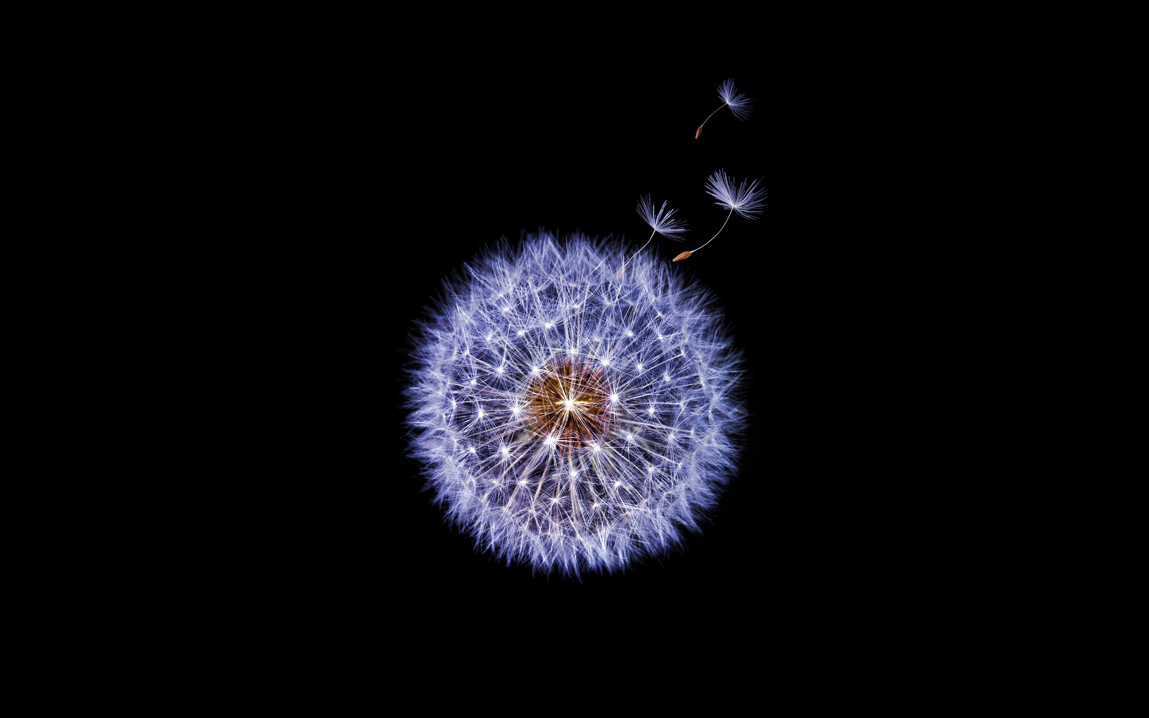 4K Dandelion seeds blowing in the wind on black background HD Wallpaper