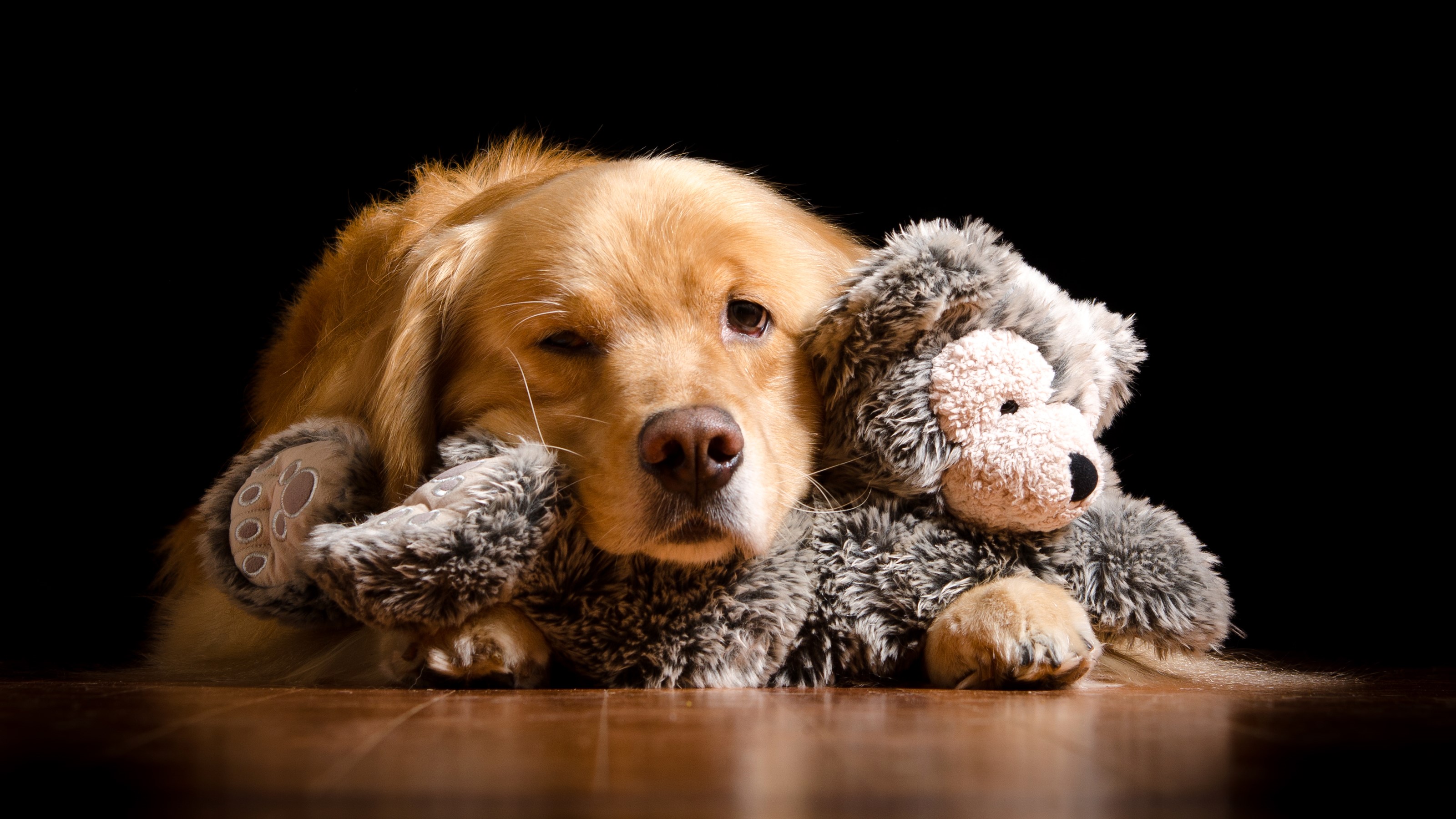 Golden Retriever dog with a toy on black background HD Wallpaper