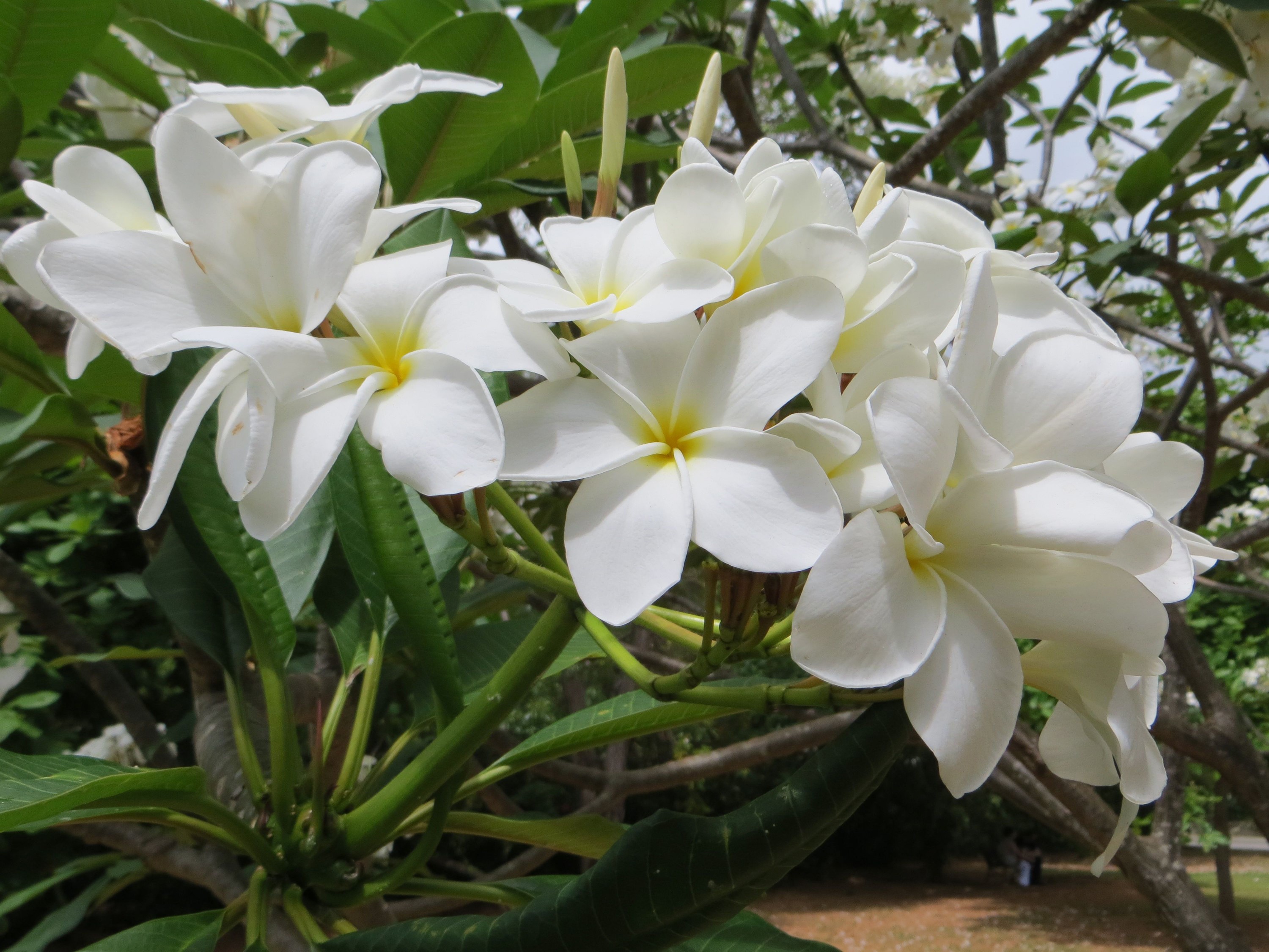 White Plumeria Flowers HD Wallpaper