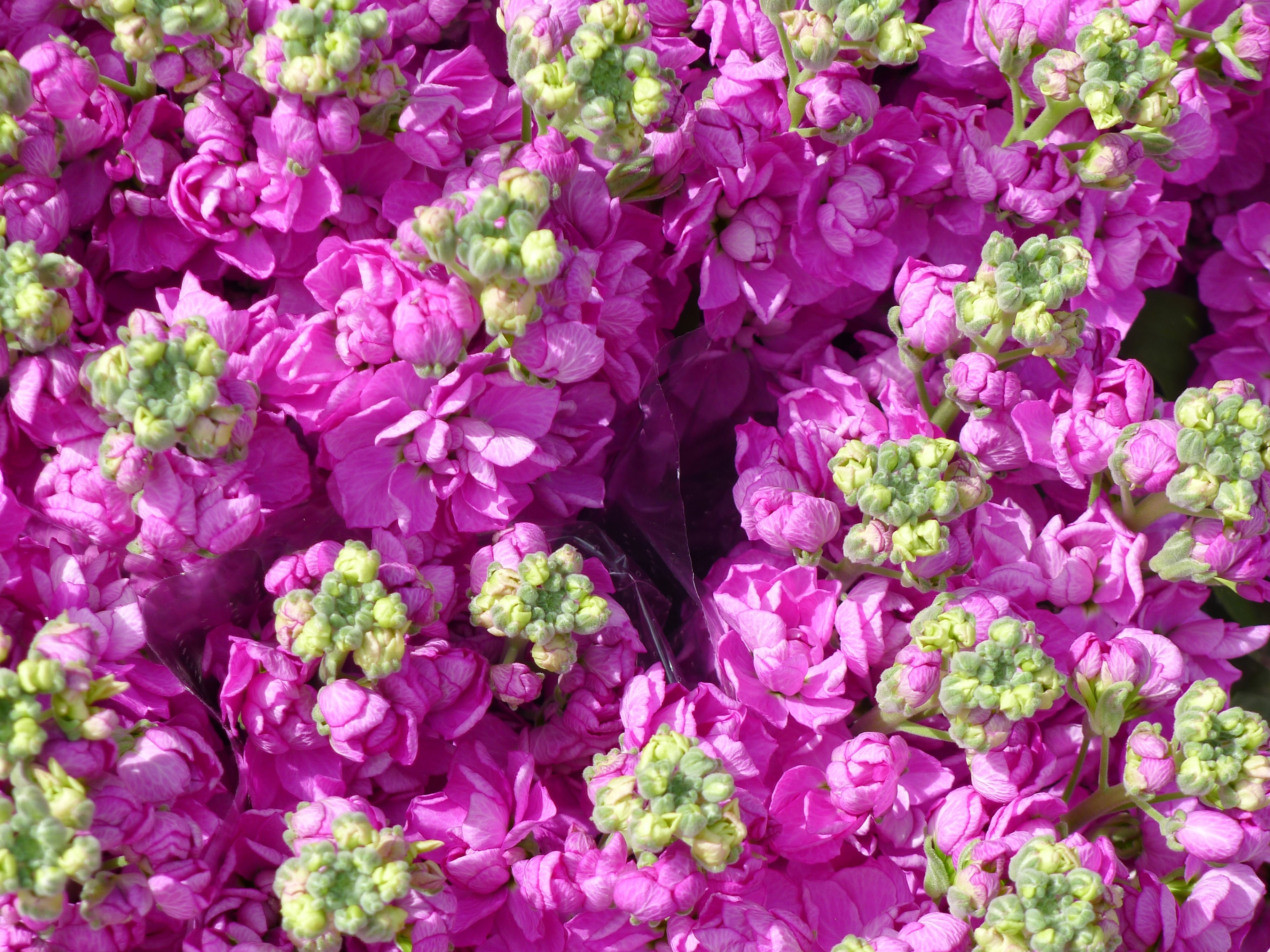 Close-up of pink Matthiola flowers with green buds HD Wallpaper