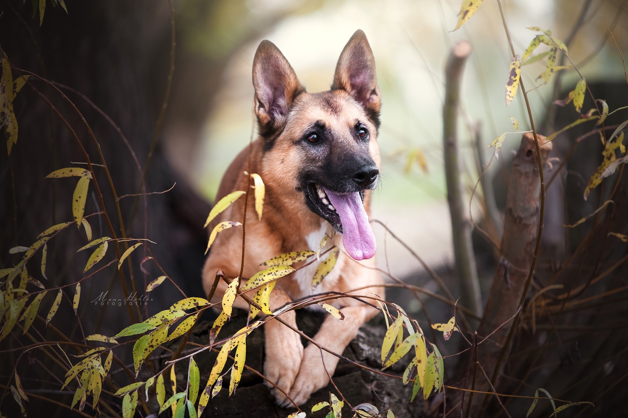 German Shepherd dog with tongue out in forest HD Wallpaper