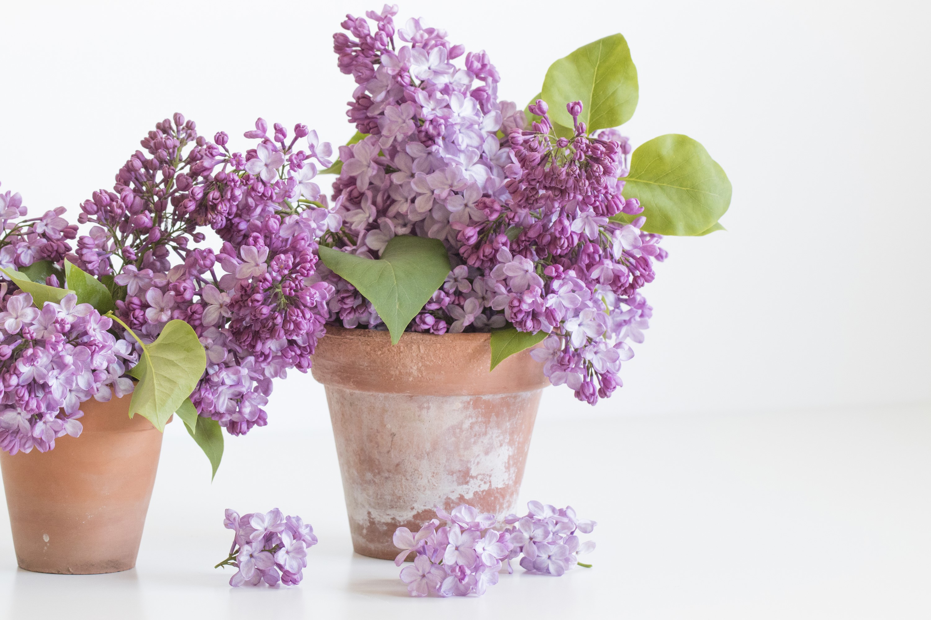 Purple lilacs in terracotta pots HD Wallpaper