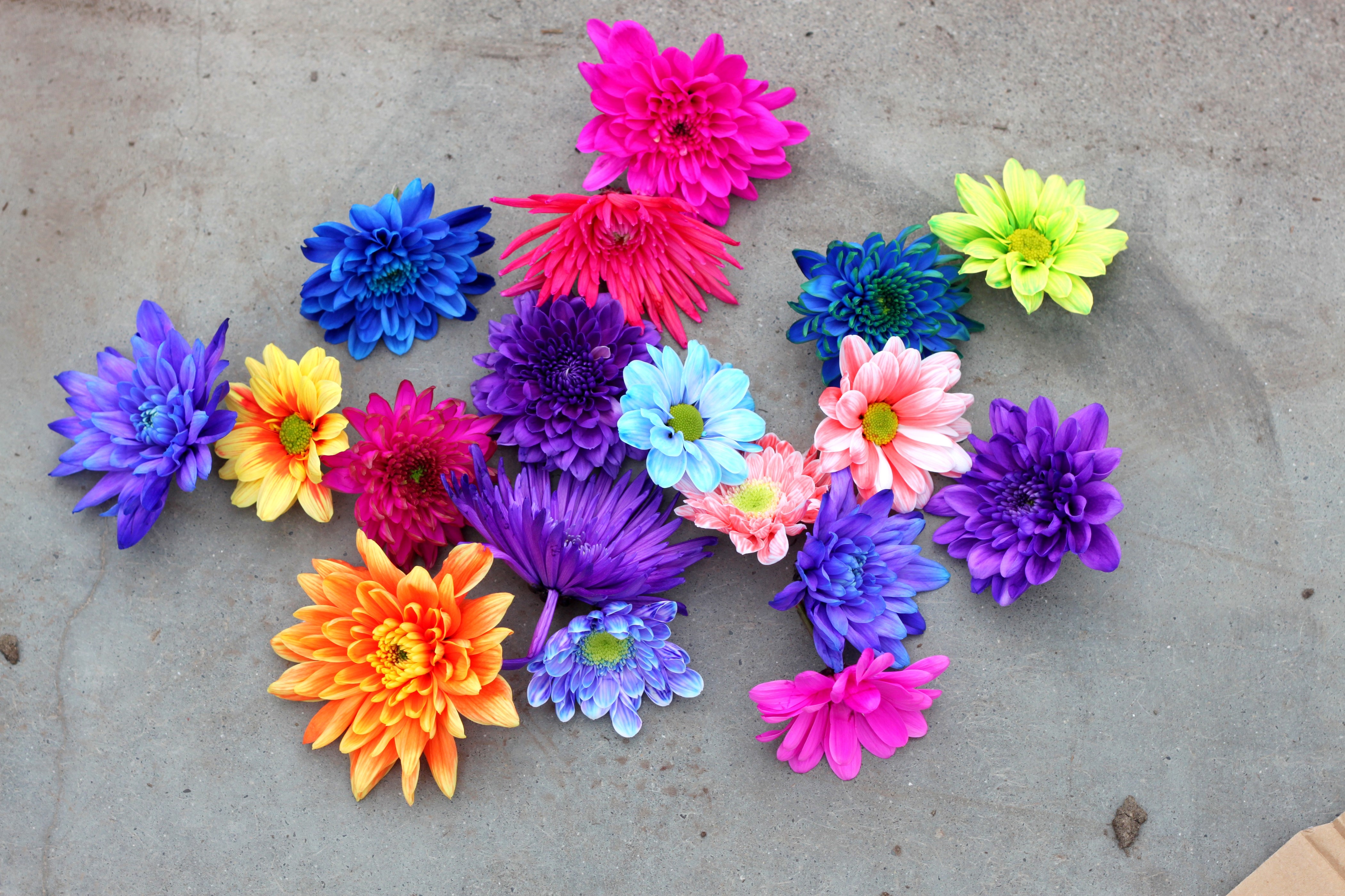 Multicolor Chrysanthemums on Concrete HD Wallpaper