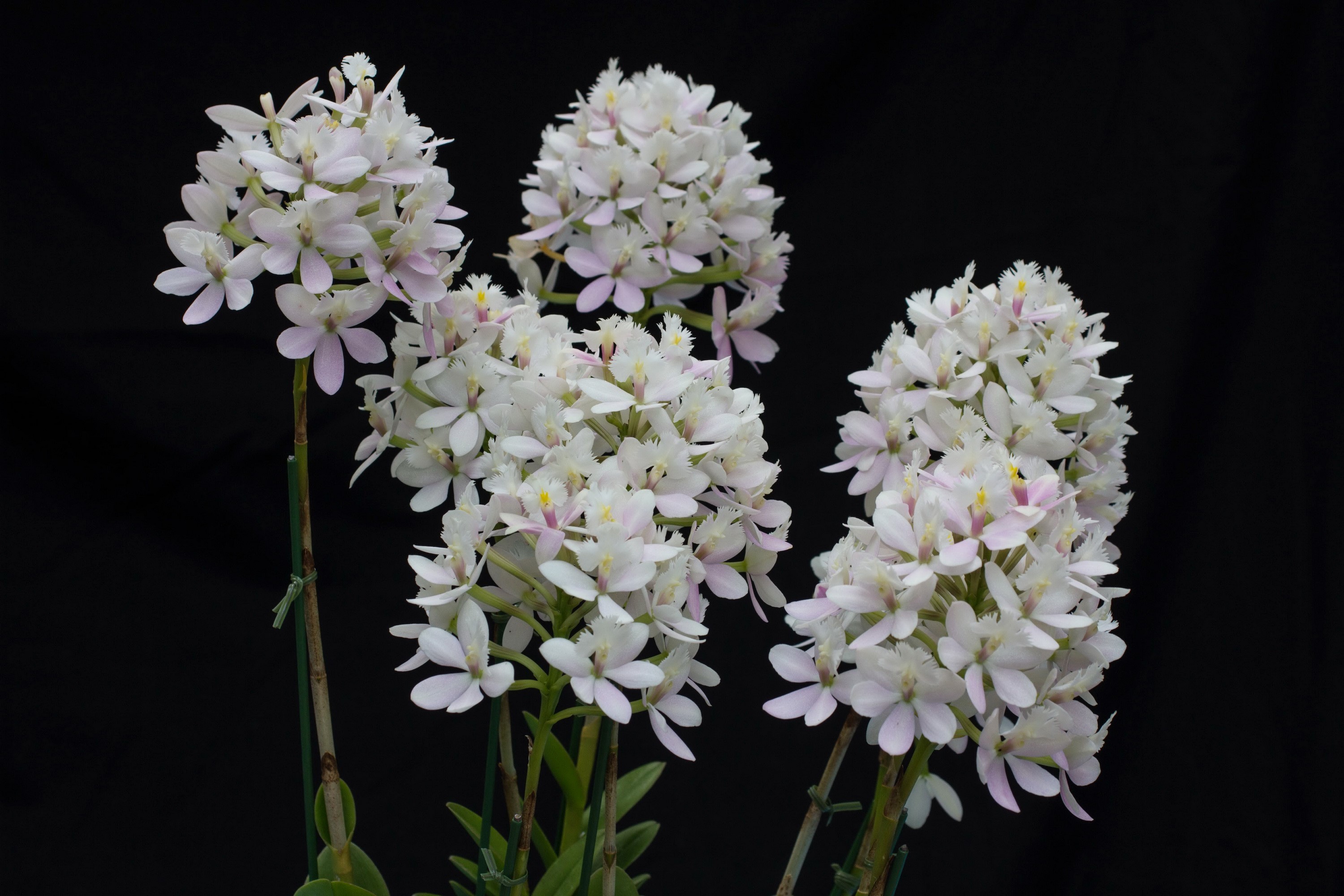 White orchids with pink accents on black background HD Wallpaper