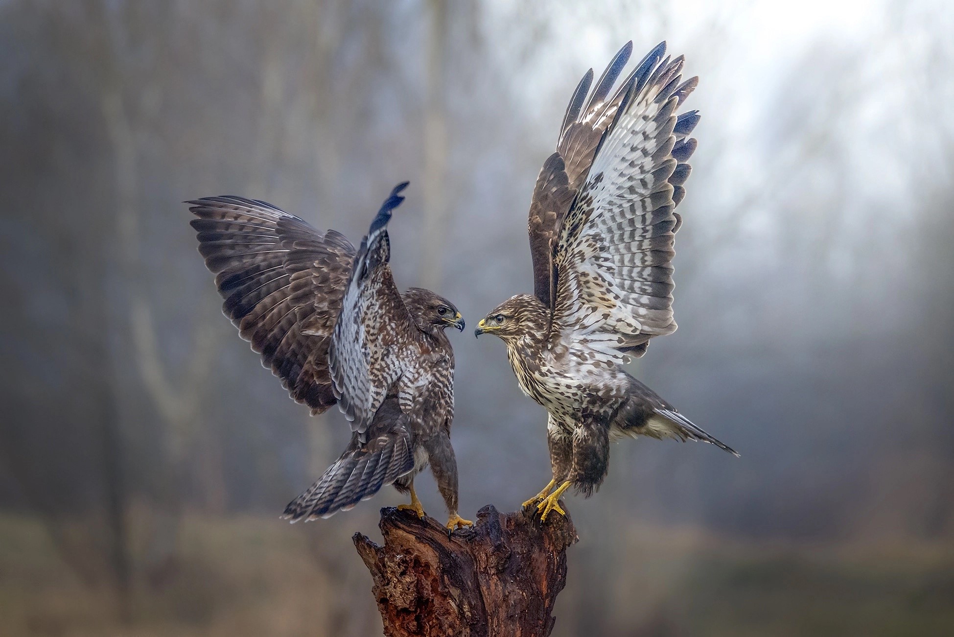 Two buzzards on a tree stump HD Wallpaper