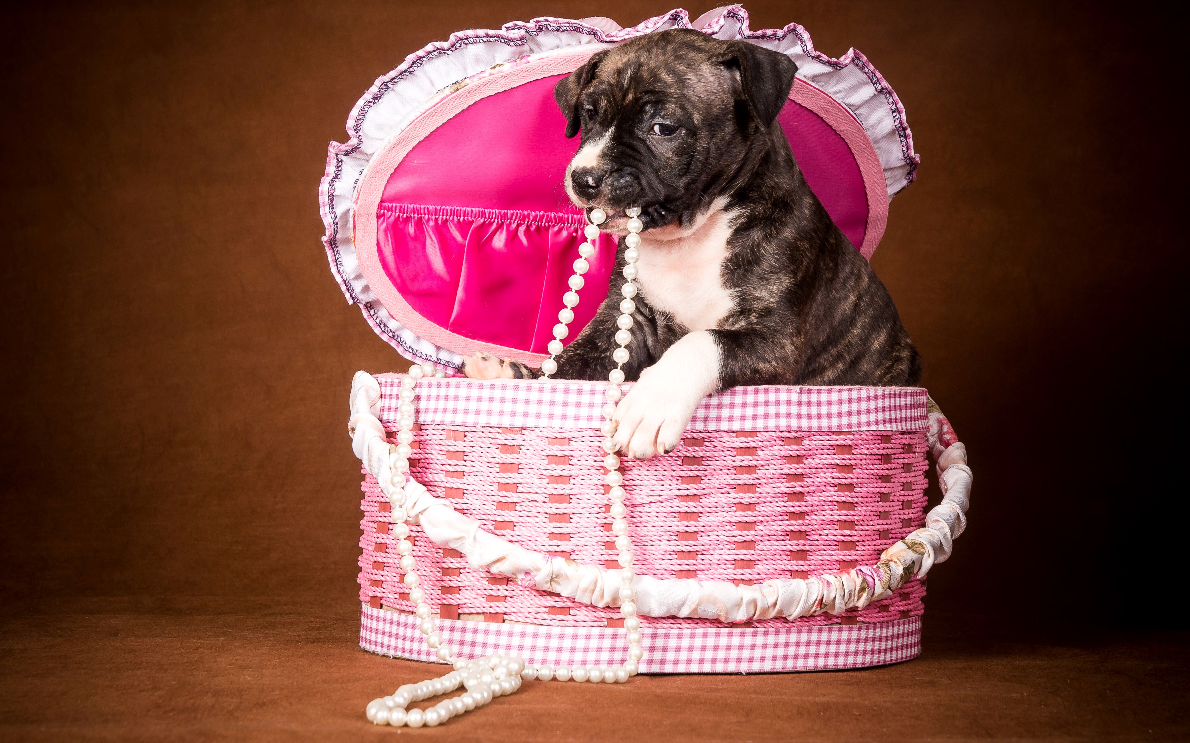 Puppy in a wicker basket with pearls HD Wallpaper
