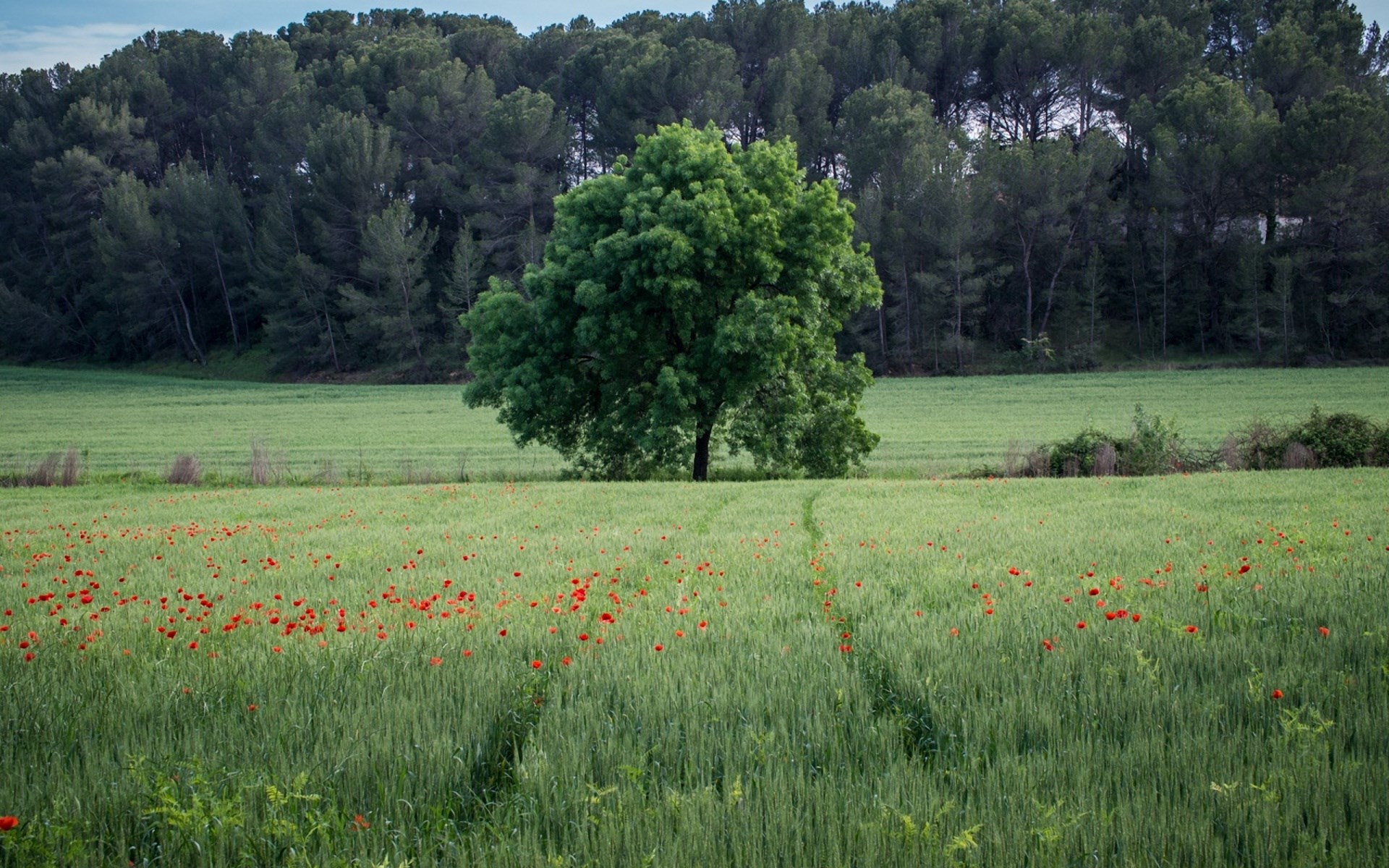 Field of poppies and wheat with a lone tree HD Wallpaper