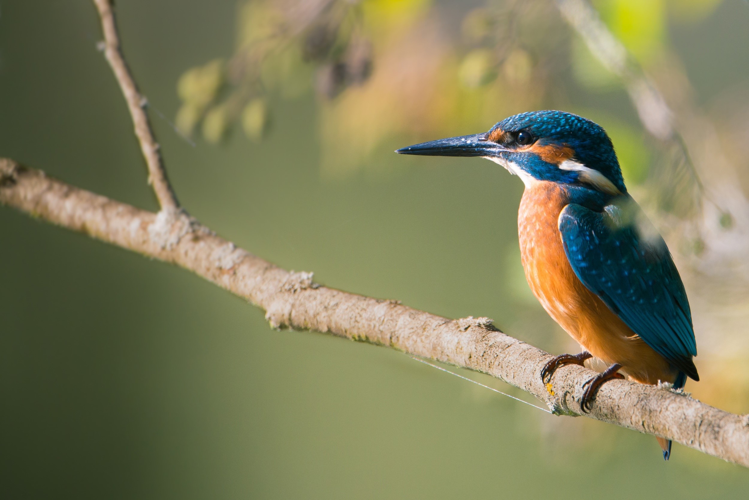 Common Kingfisher perched on a branch HD Wallpaper