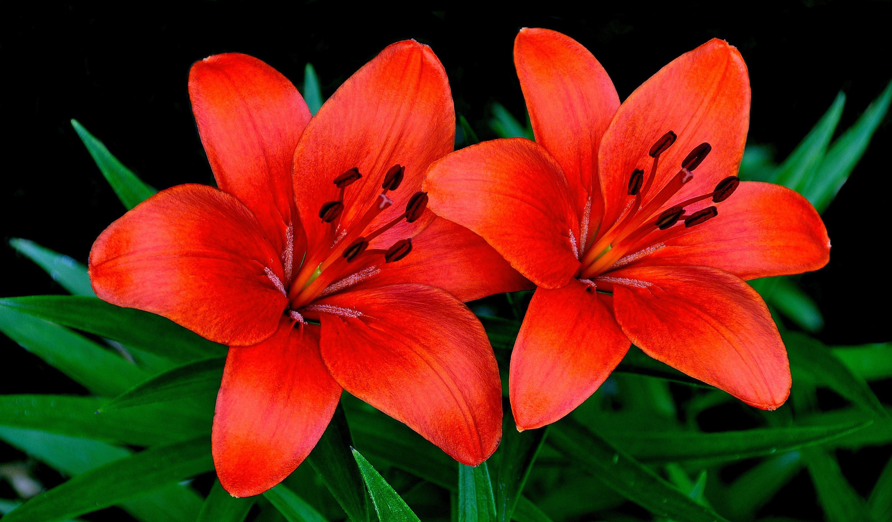 Two red lilies with green leaves HD Wallpaper