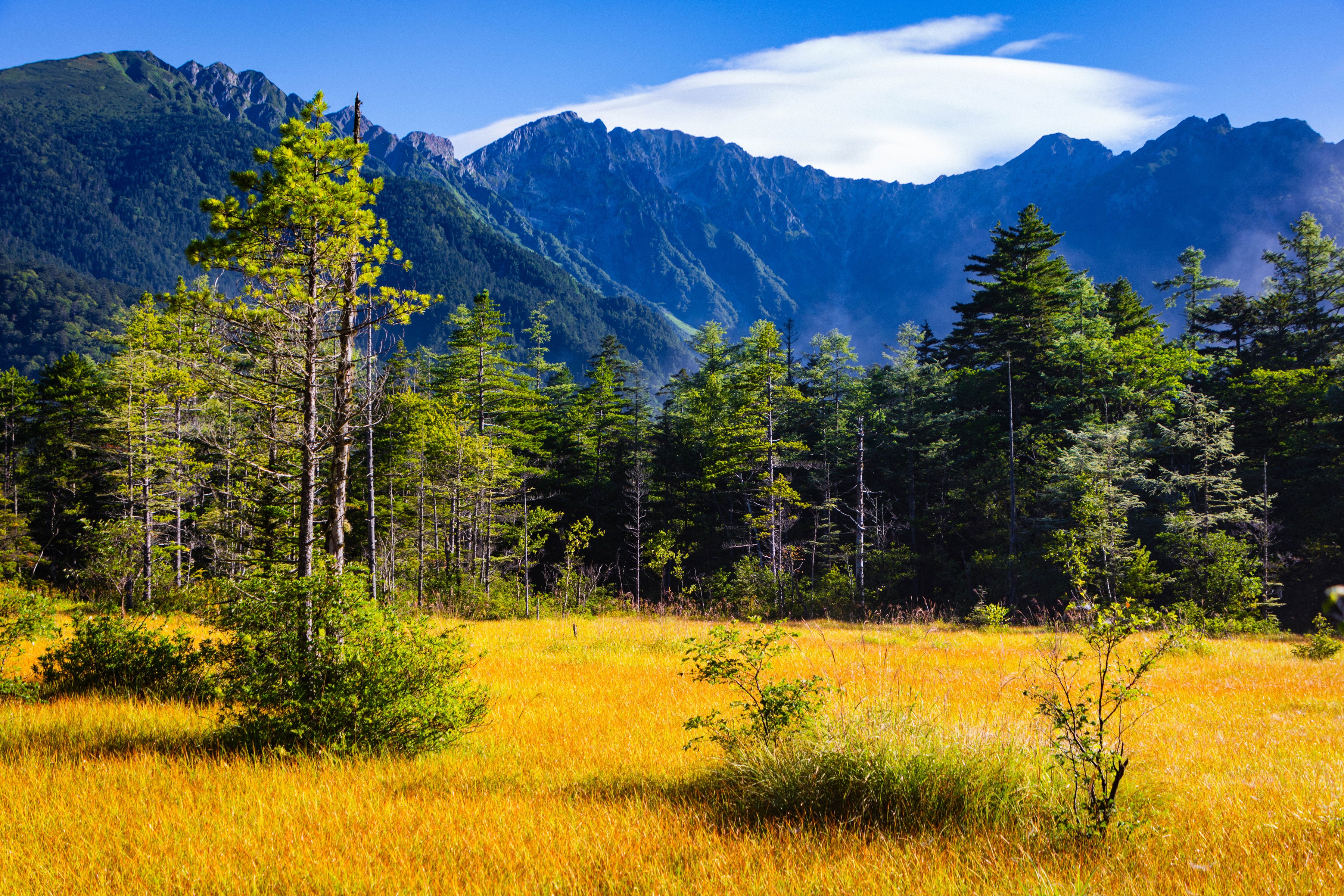 Golden meadow with trees and mountains in Shinshu, Japan HD Wallpaper