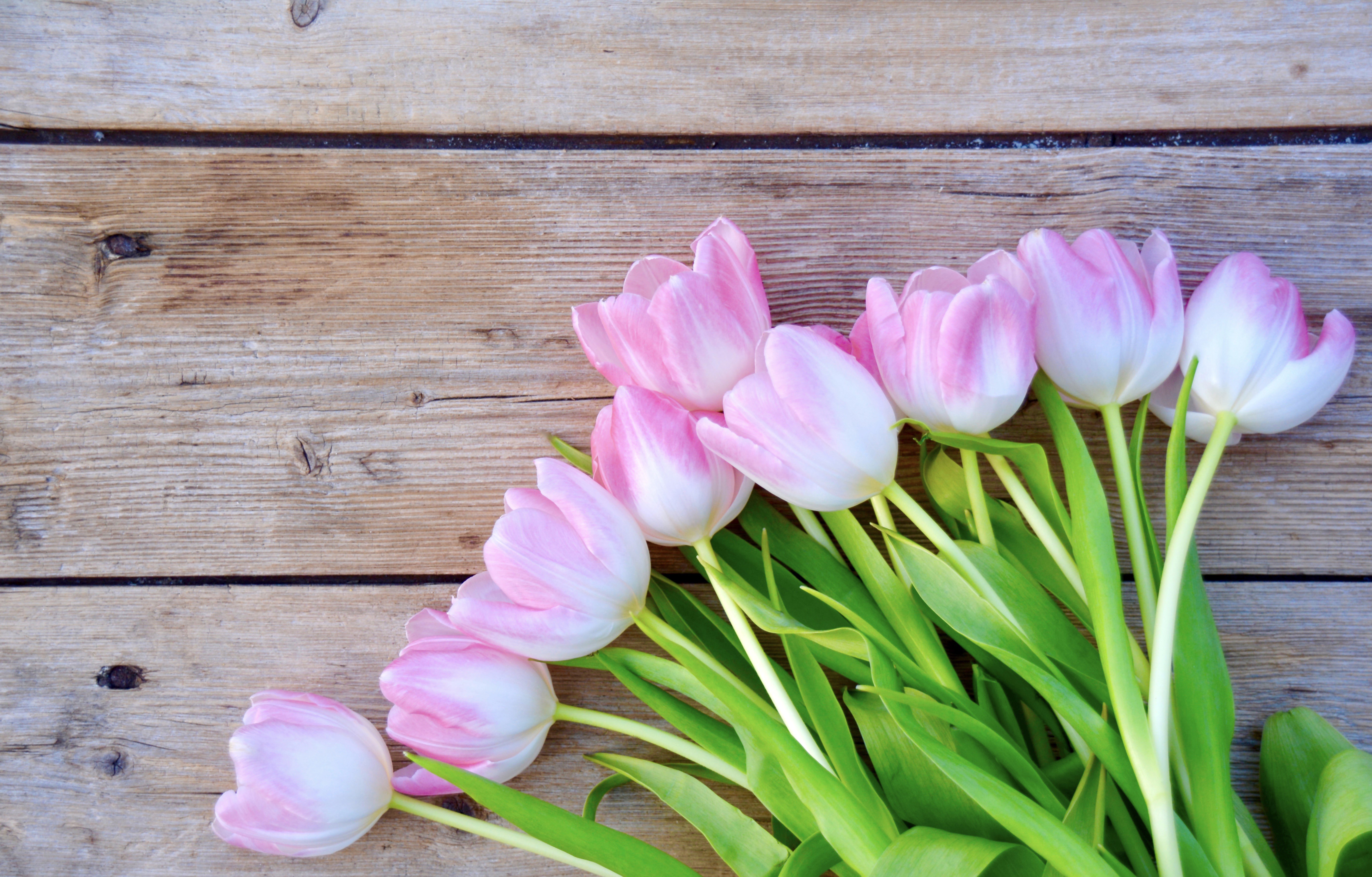 Pink Tulips on Wood Planks HD Wallpaper