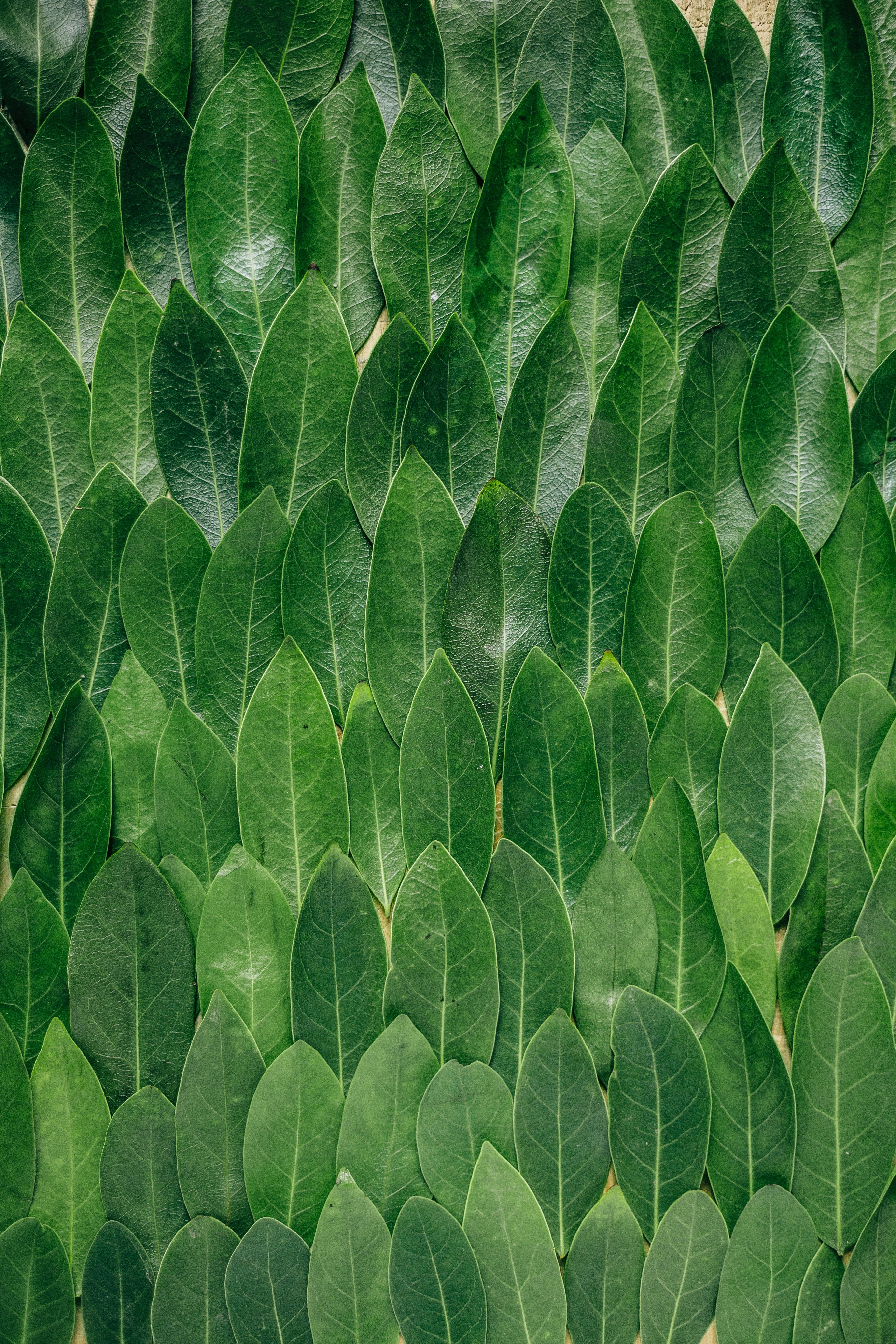 Green leaves texture background HD Phone Wallpaper