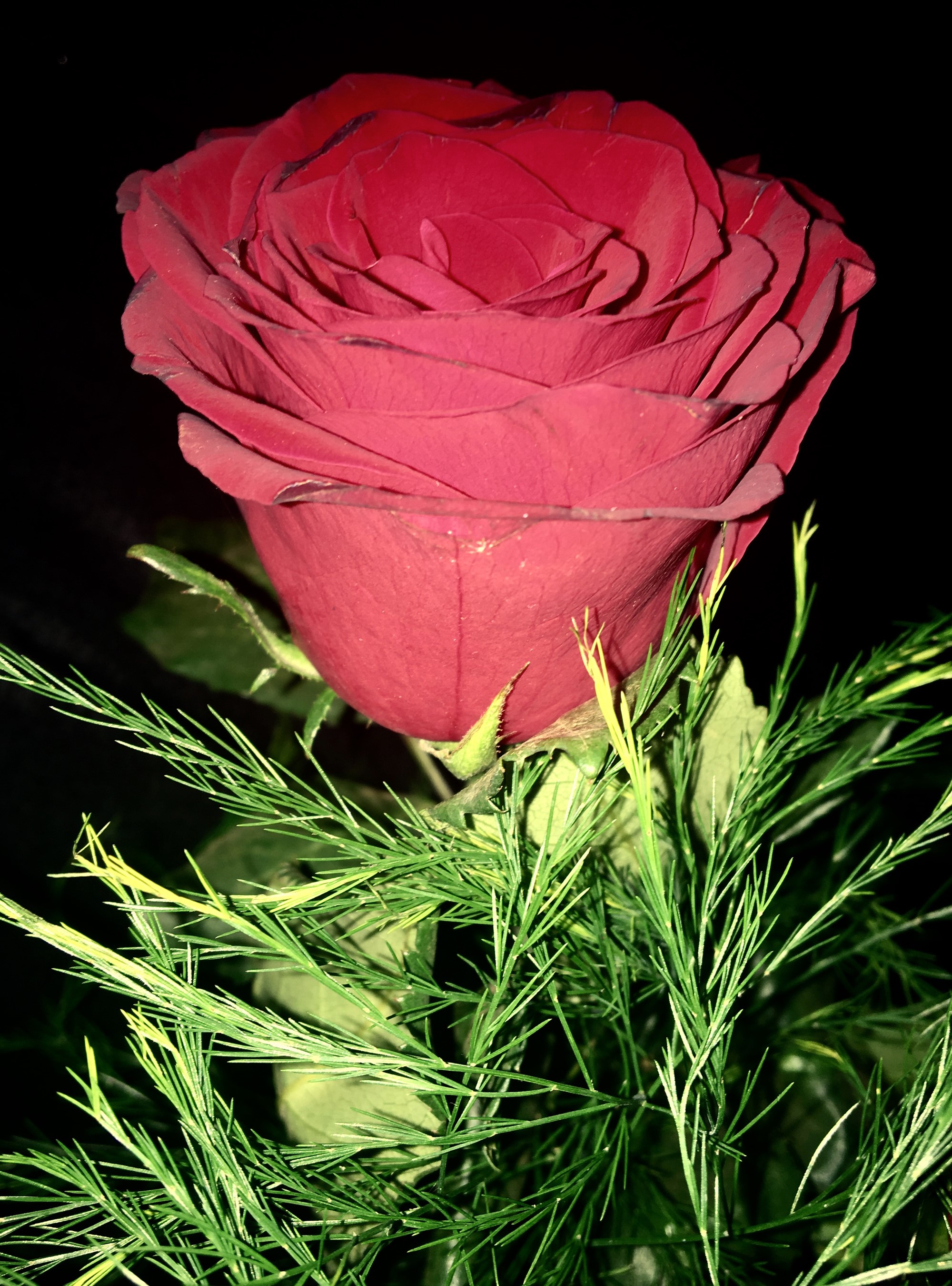 Red rose with green foliage HD Phone Wallpaper