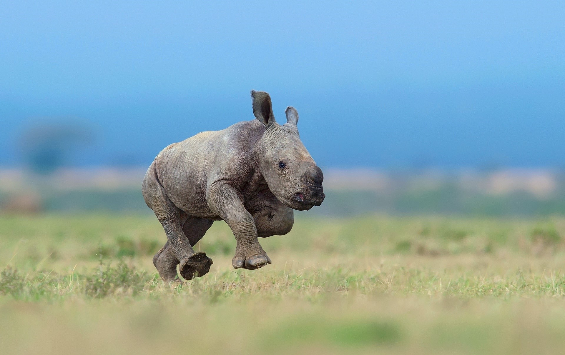 Baby Rhino Running in a Field HD Wallpaper