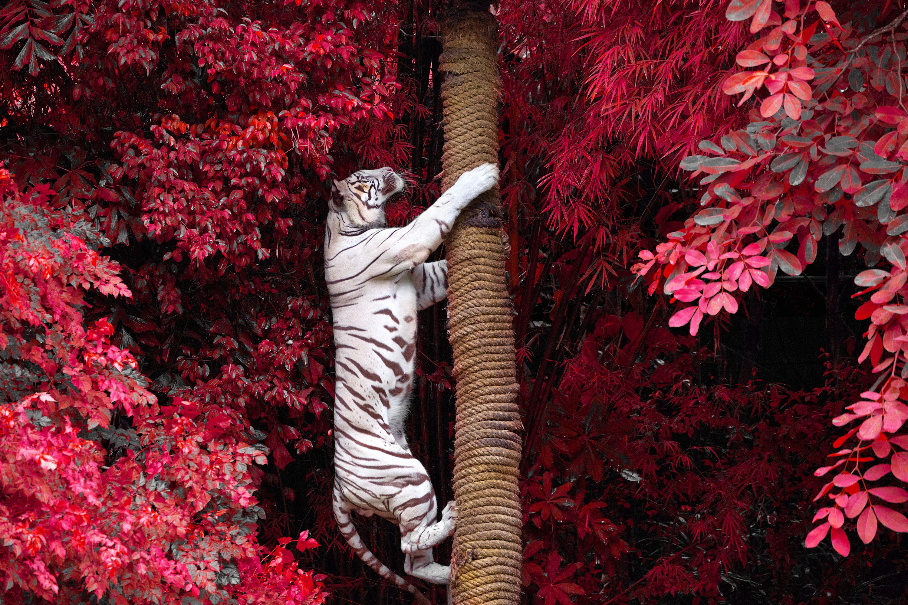 White tiger climbing a tree trunk HD Wallpaper