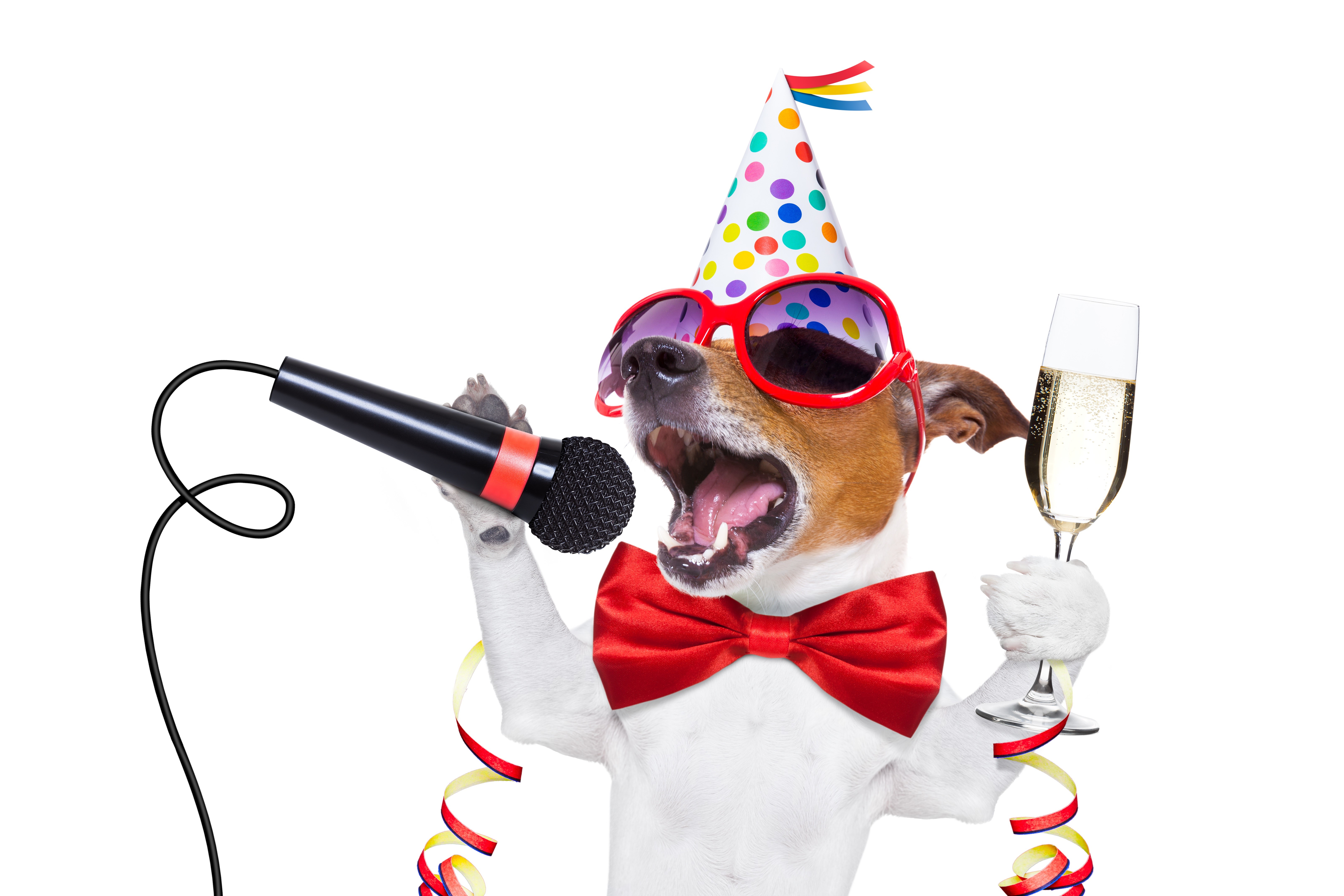 Jack Russell Terrier Singing with Champagne HD Wallpaper