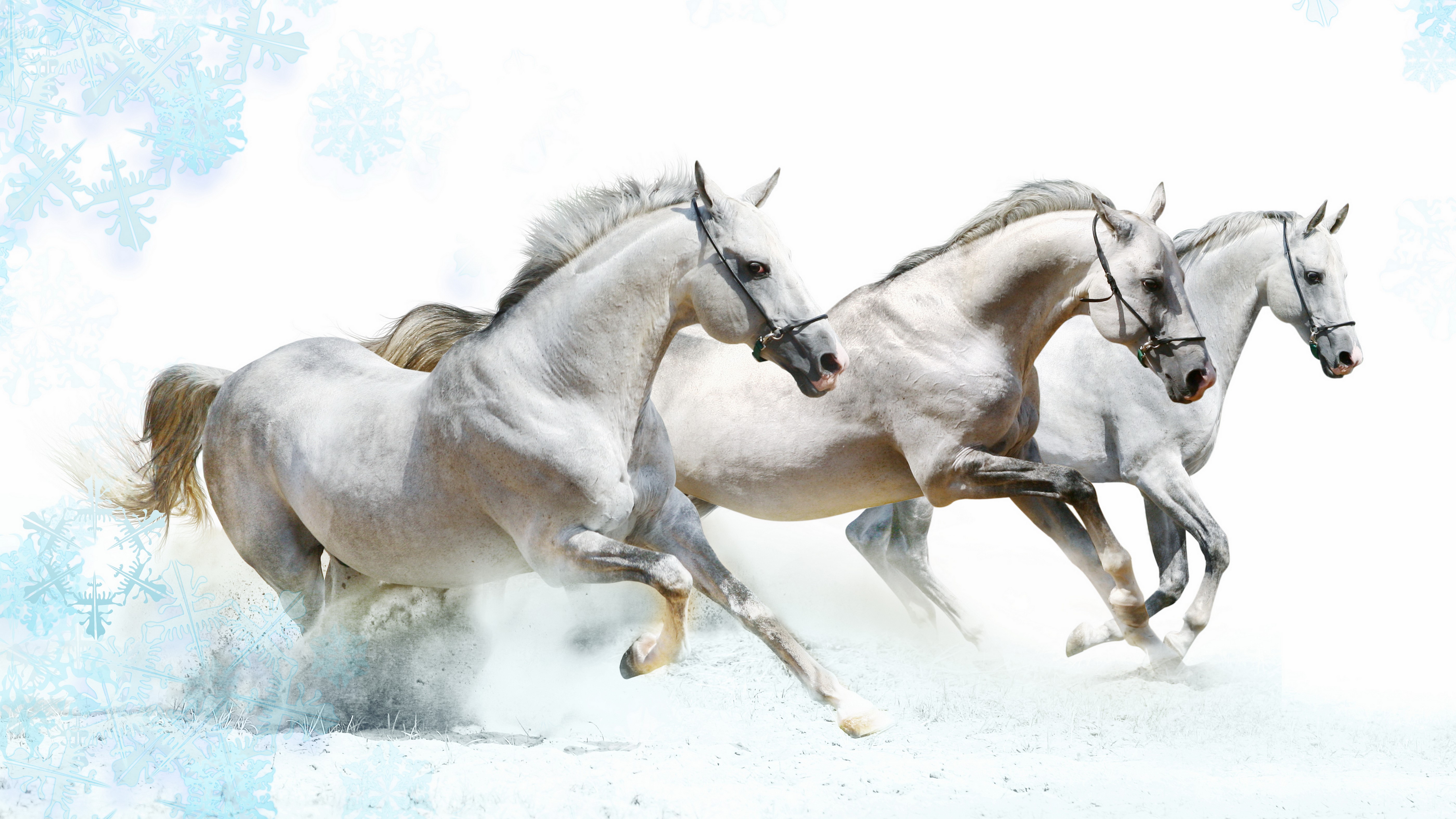 Three white horses running in snow HD Wallpaper