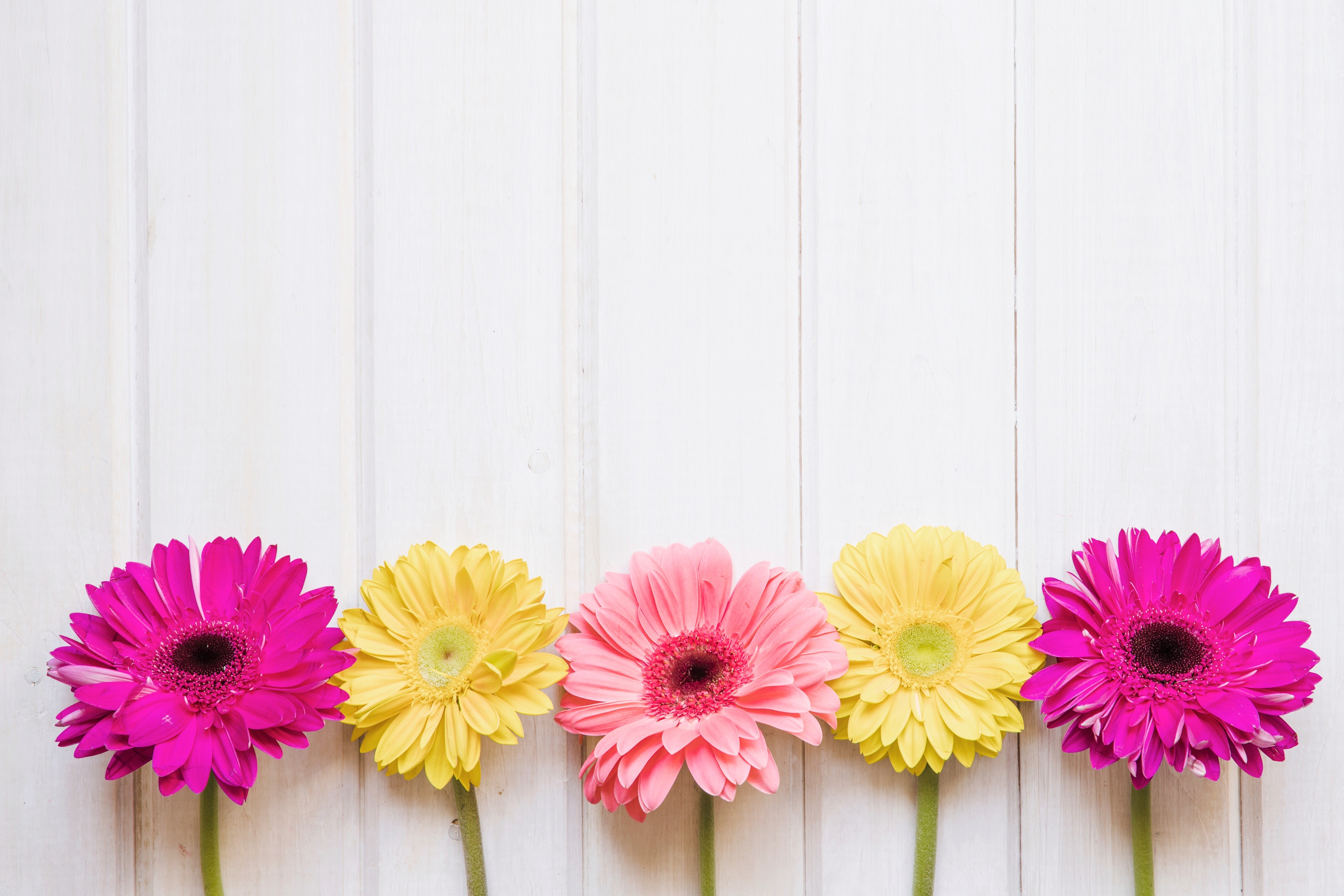 Gerberas on Wood Planks HD Wallpaper