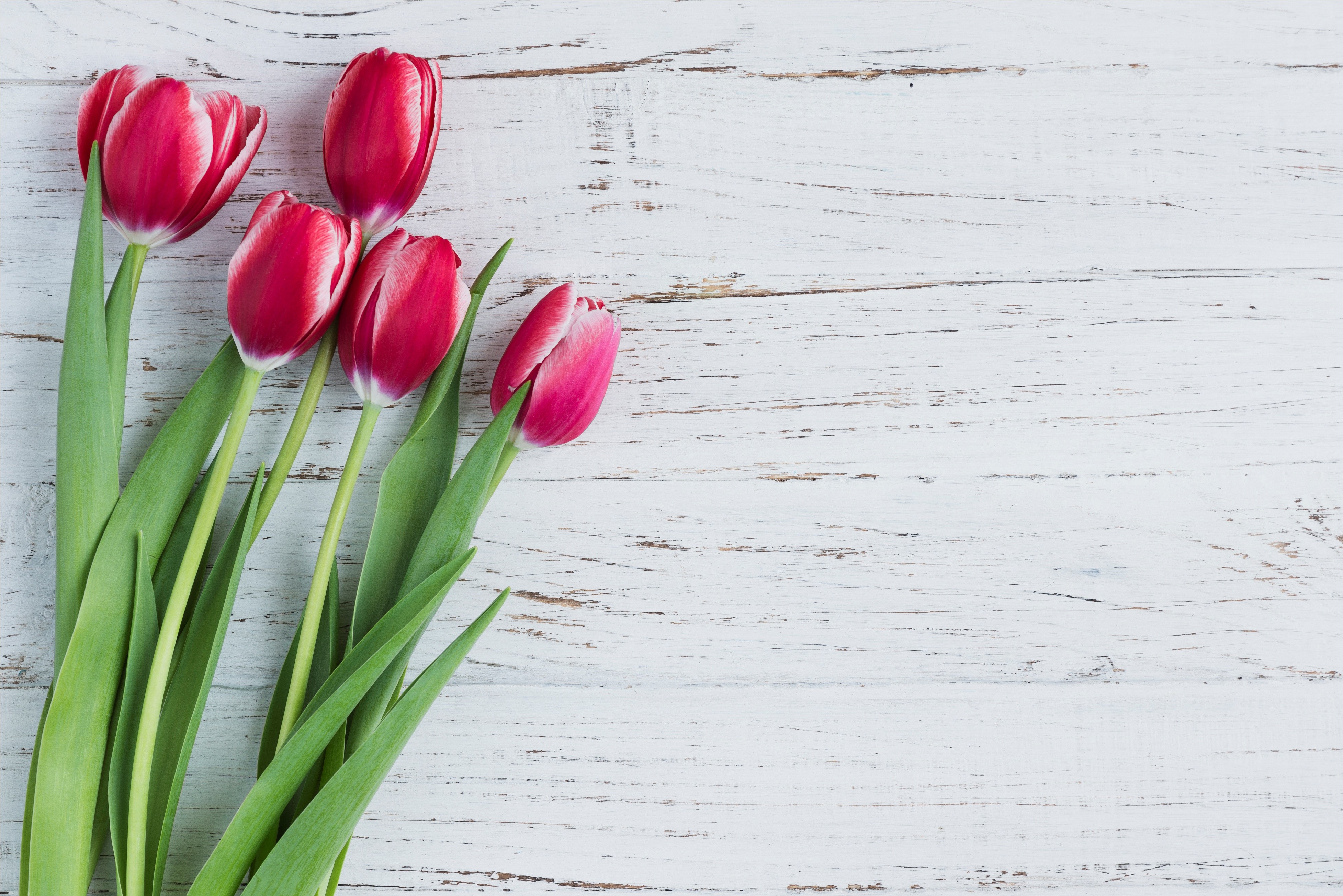 Pink Tulips on White Wooden Background HD Wallpaper