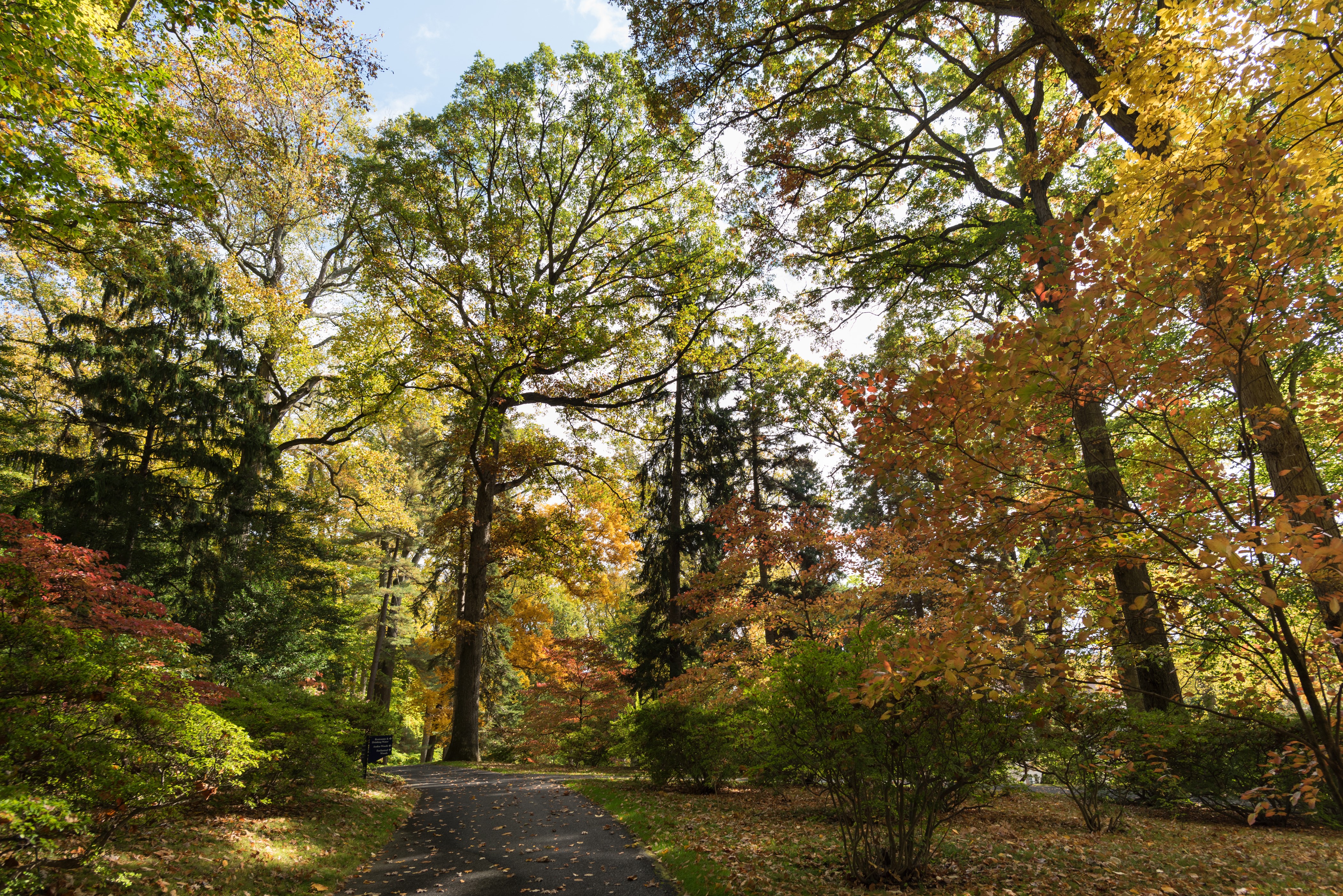 Autumn trees and path at Winterthur Museum Garden & Library HD Wallpaper