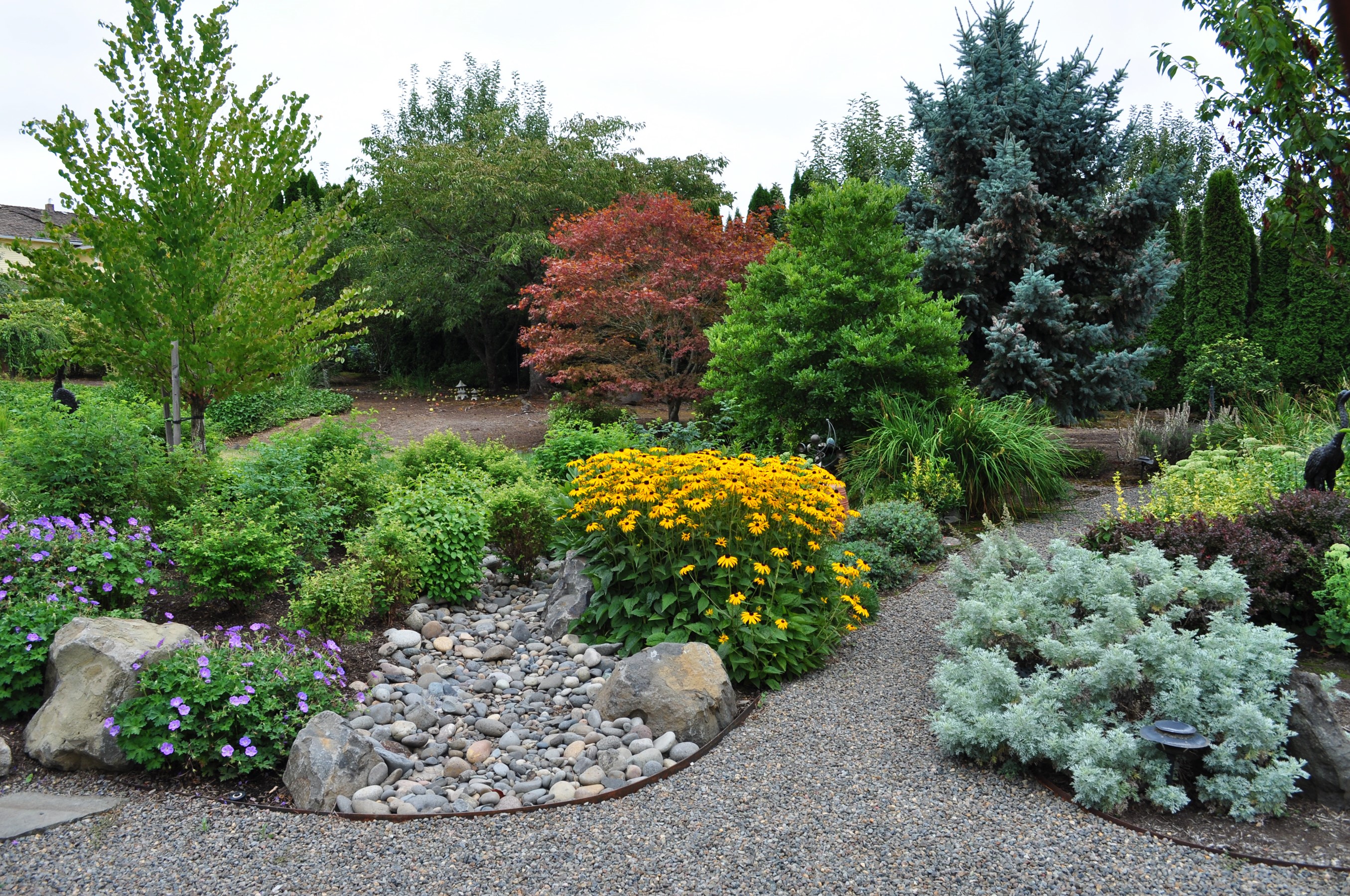 Garden with yellow flowers and blue spruce trees HD Wallpaper