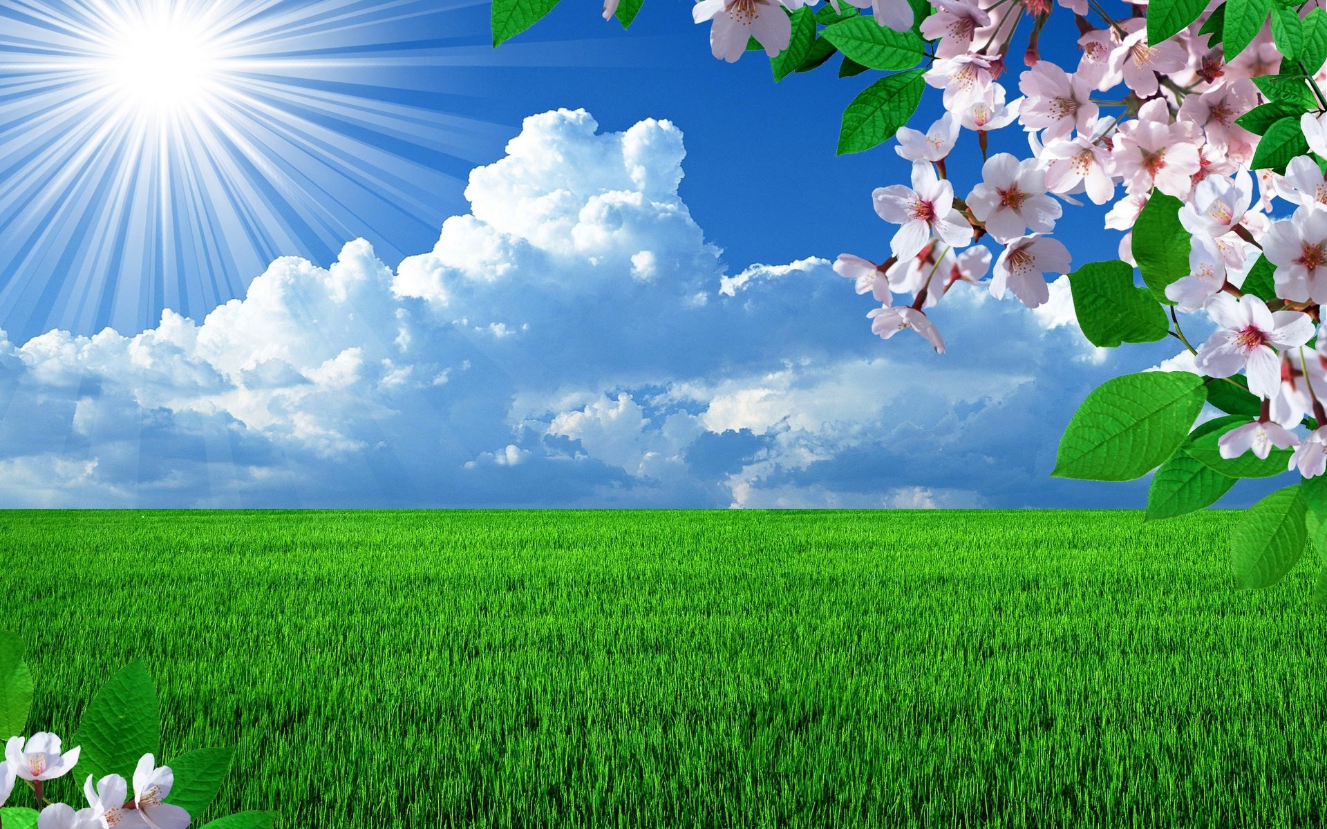 Green field under a sunny sky with clouds and cherry blossoms HD Wallpaper