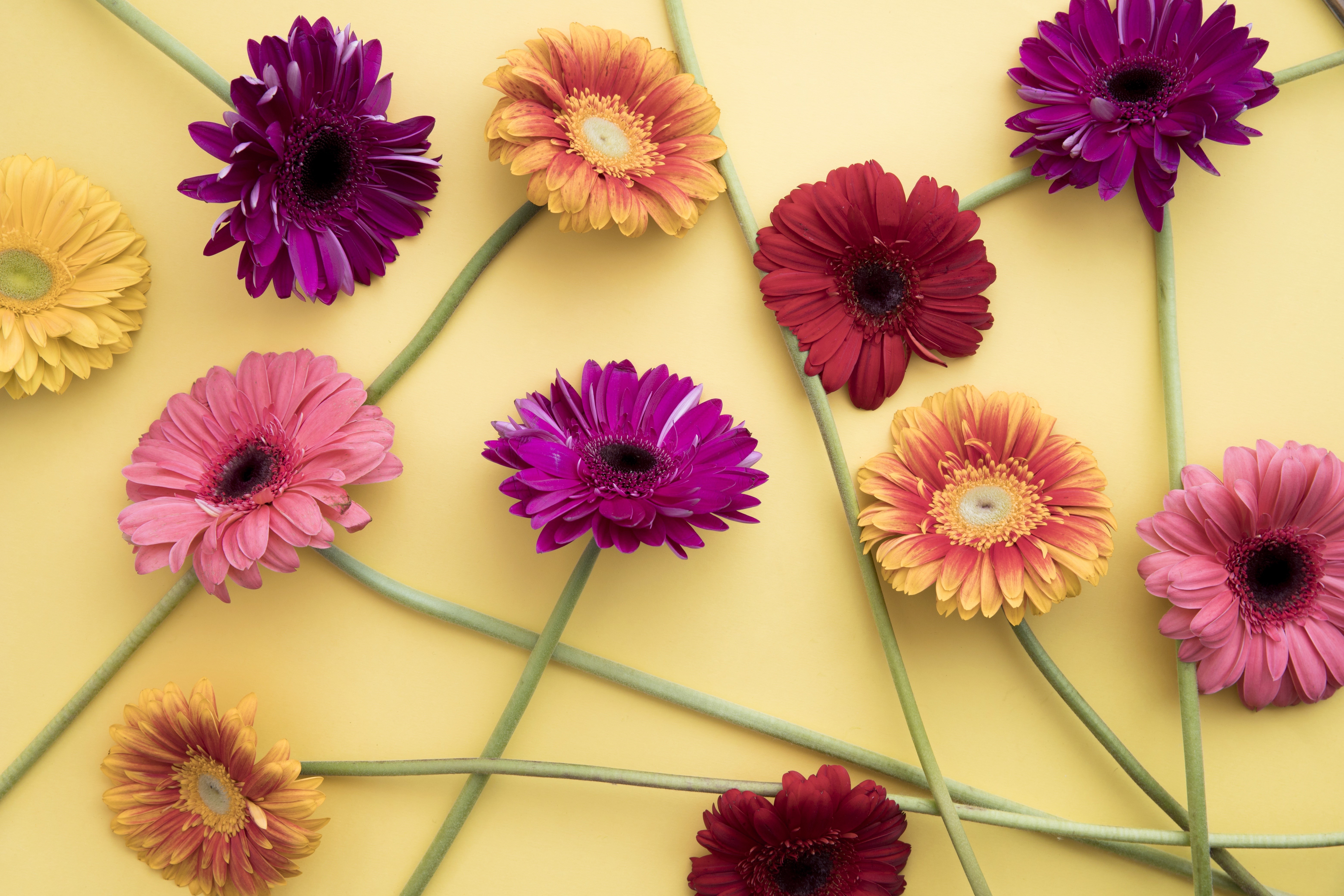 Gerberas on a colored background HD Wallpaper