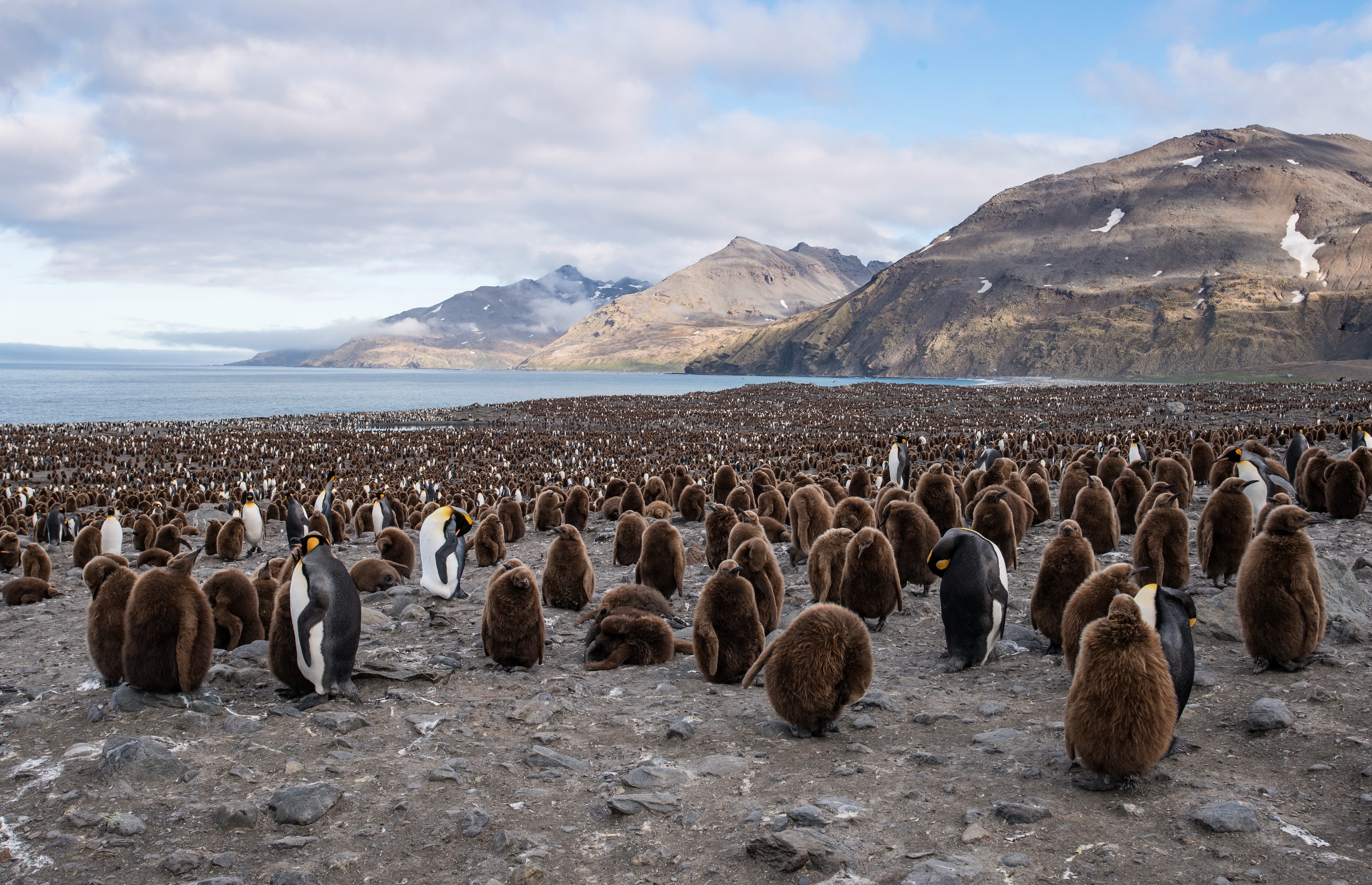 King Penguins Colony at Saint Andrews Bay, South Georgia HD Wallpaper