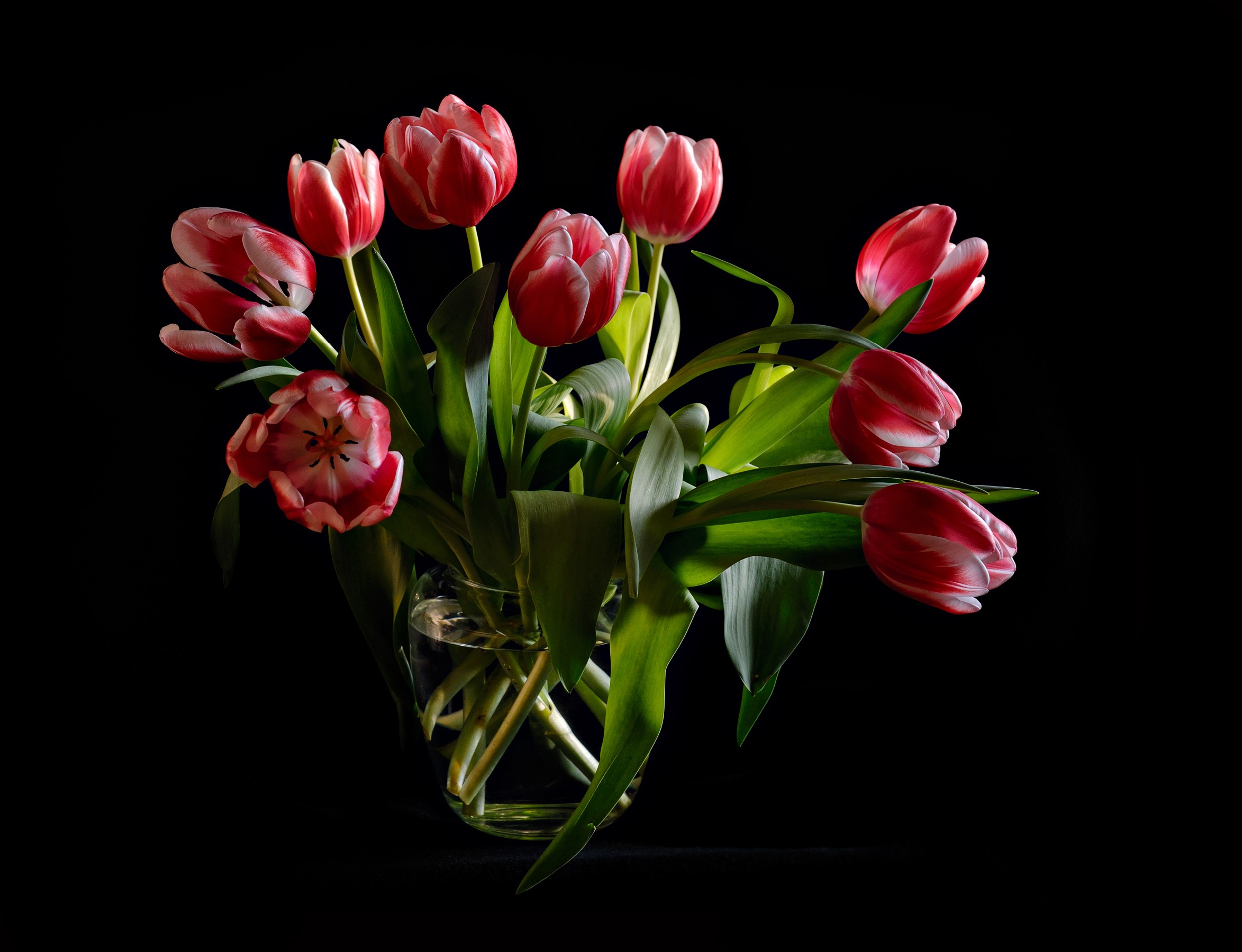 Red and white tulips in a vase on a black background HD Wallpaper