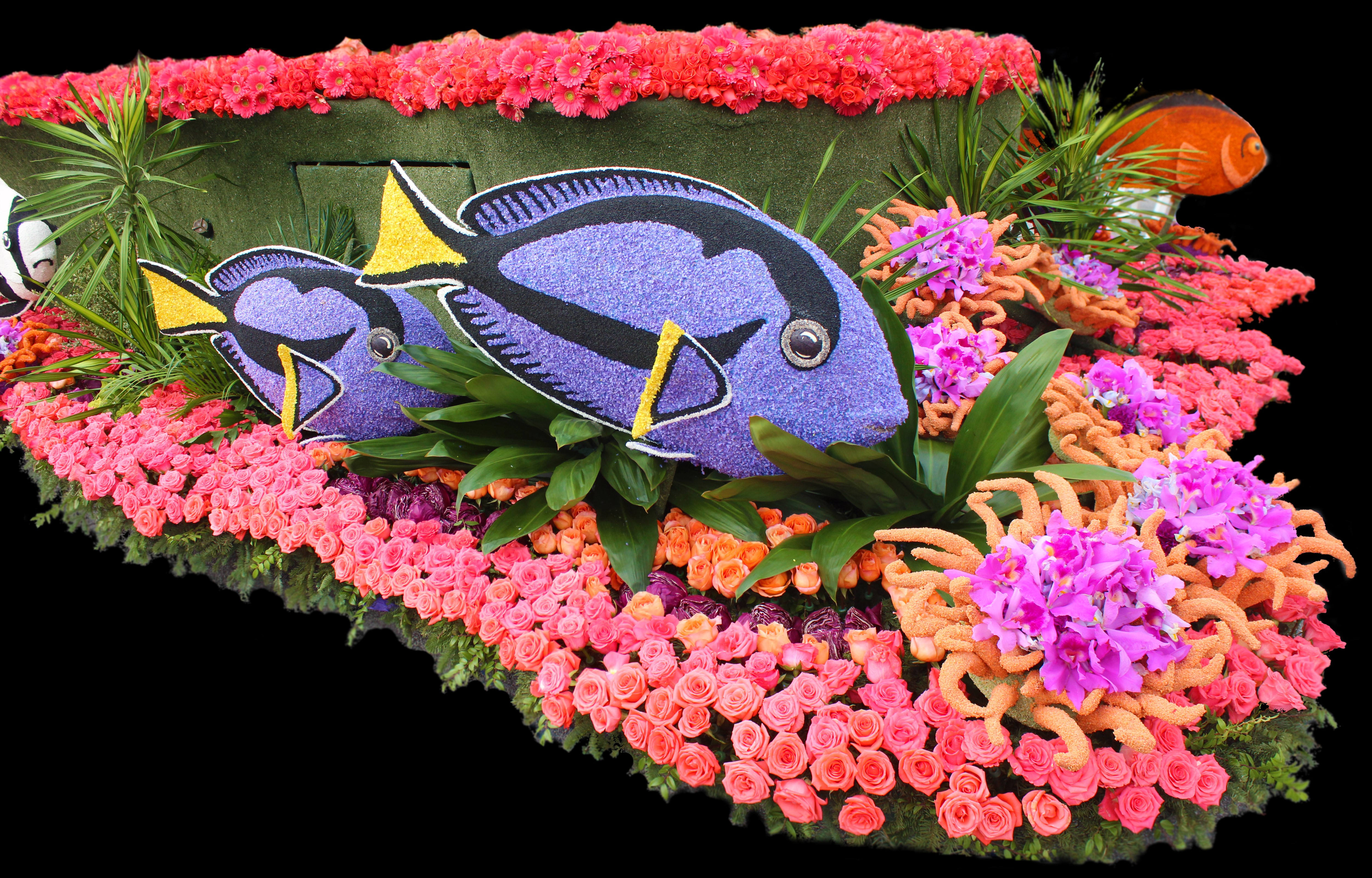 Floral Float with Blue Tang Fish and Roses HD Wallpaper