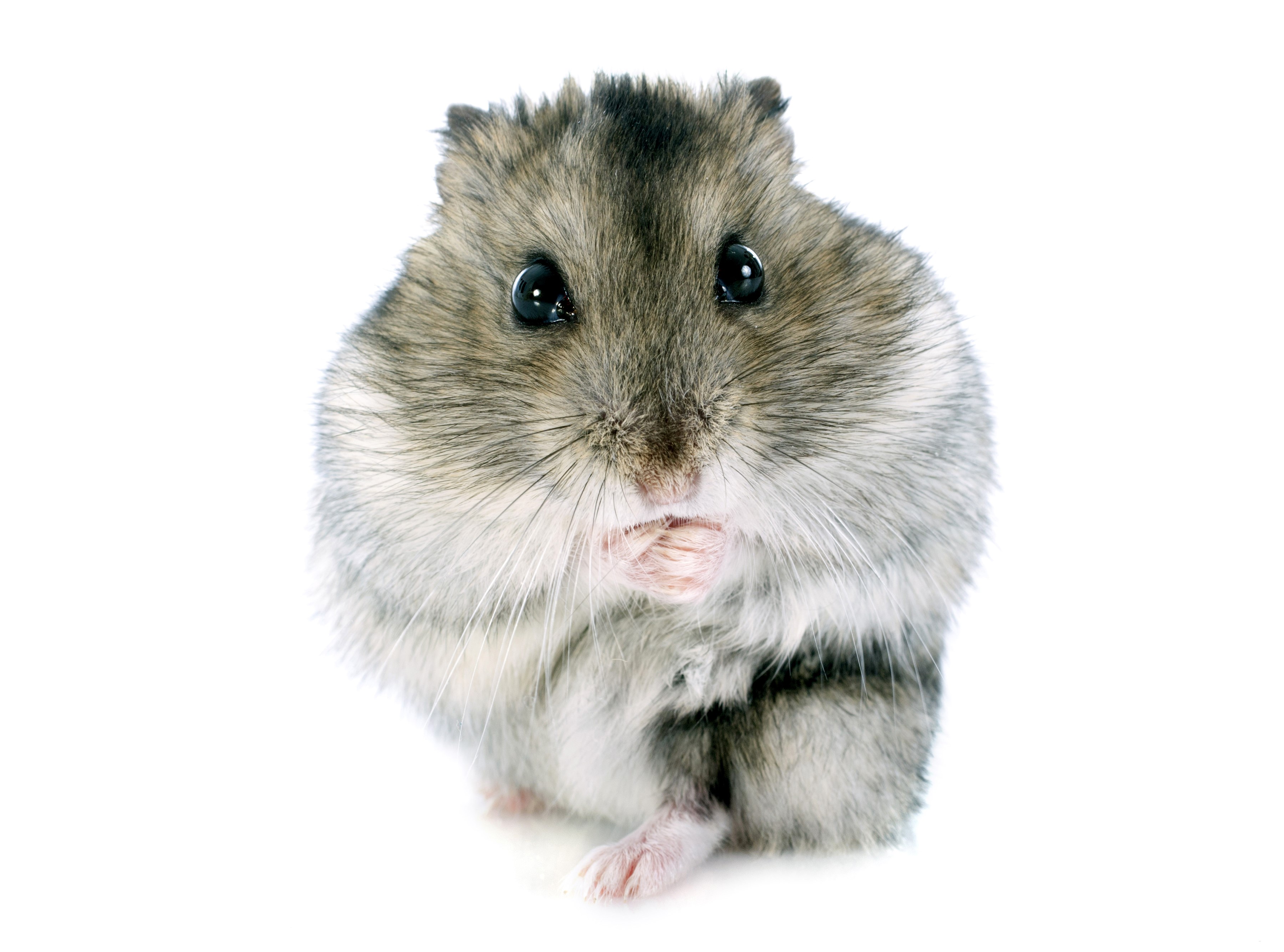 Djungarian hamster eating HD Wallpaper