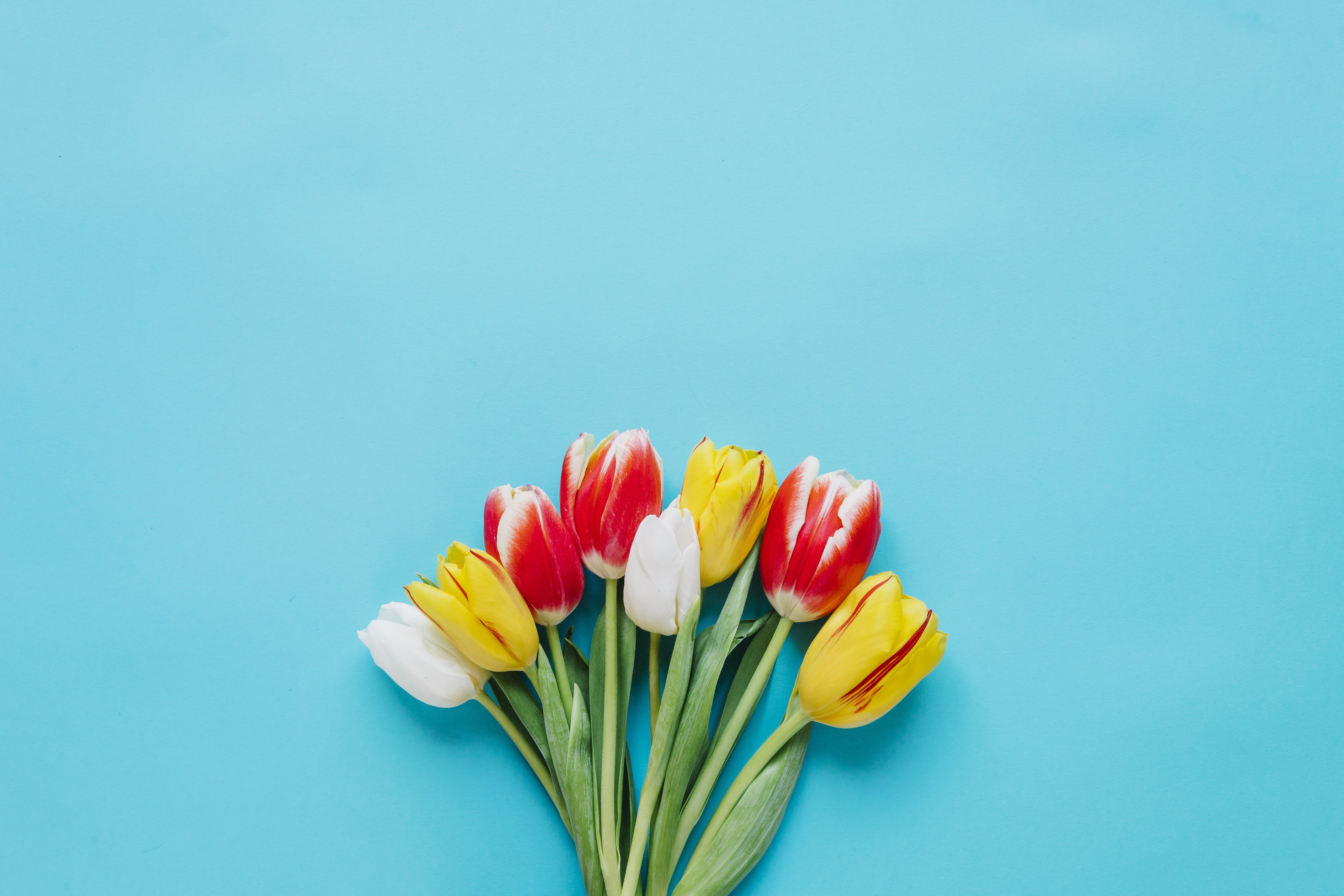 Tulips on a colored background HD Wallpaper