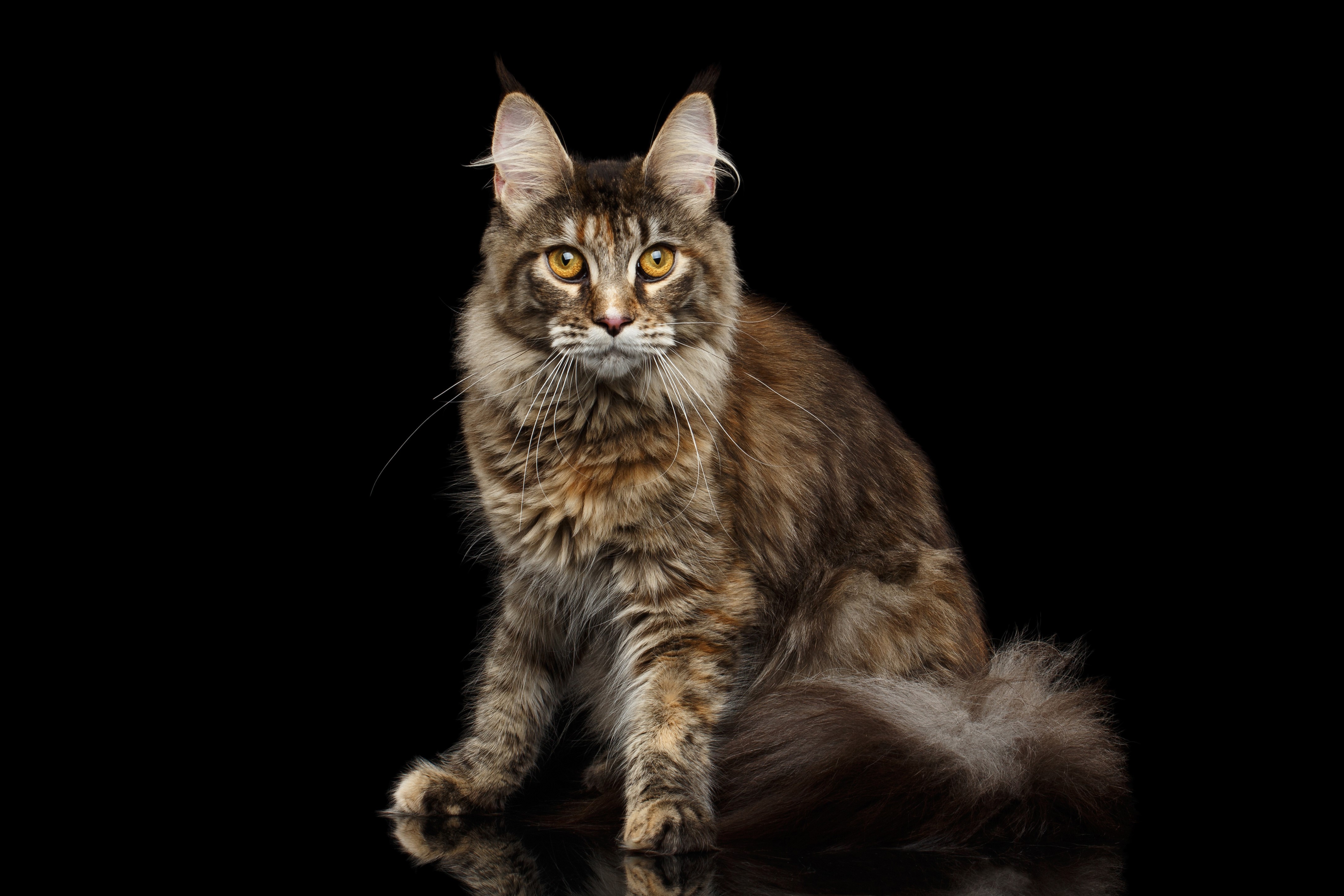 Maine Coon Cat on Black Background HD Wallpaper
