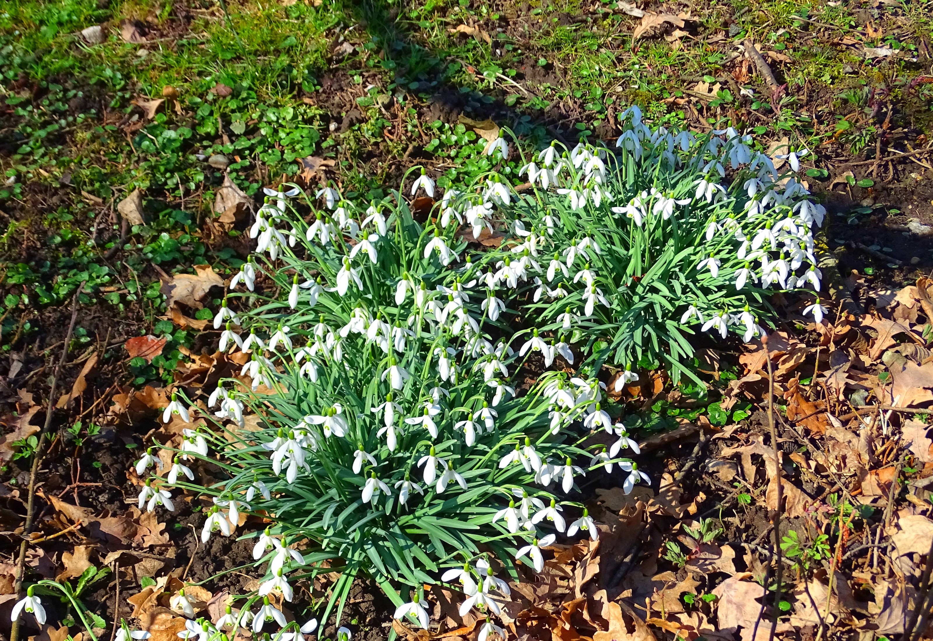 Snowdrops blooming in a garden HD Wallpaper