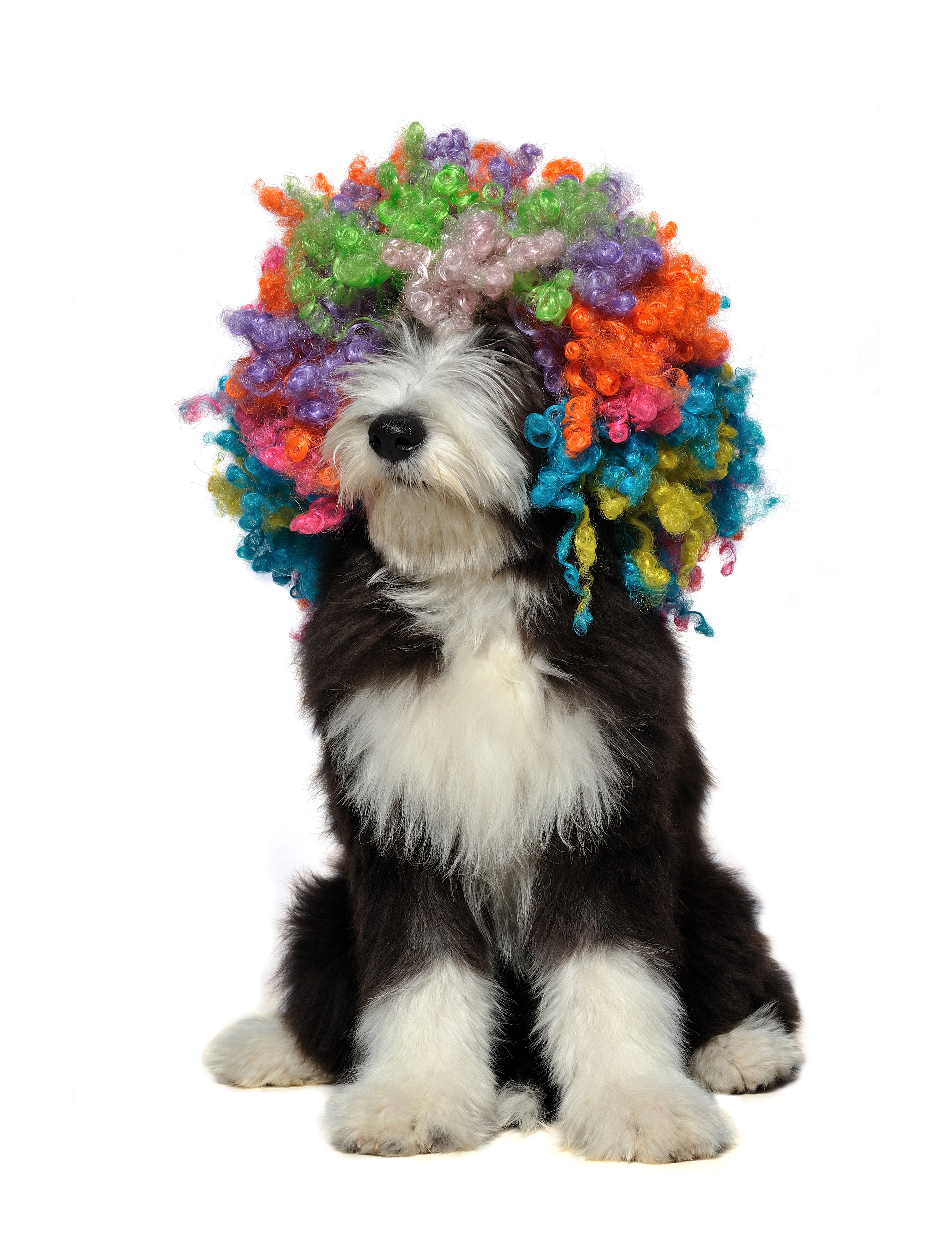 Dog wearing a colorful afro wig HD Phone Wallpaper