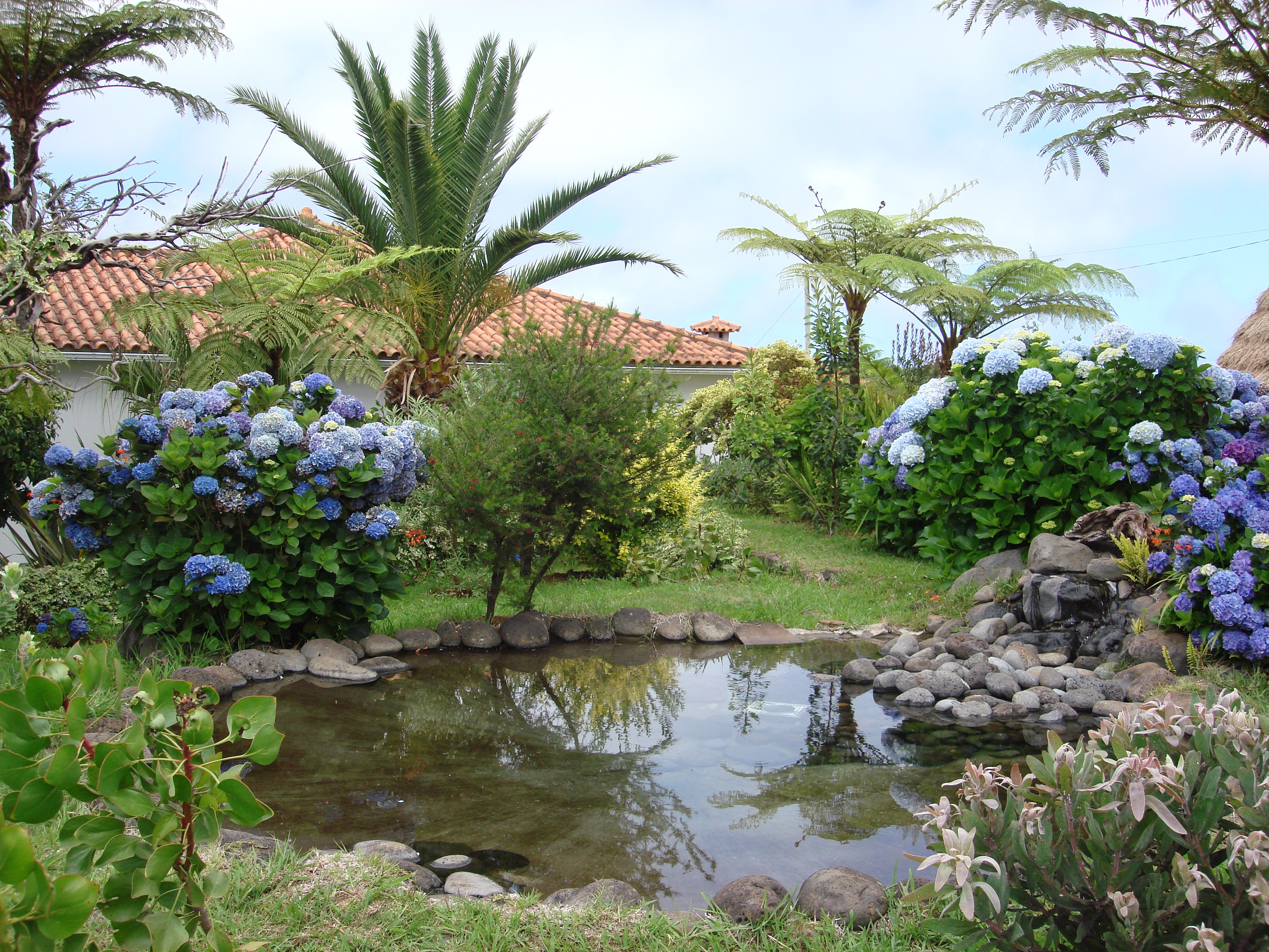 Garden pond with hydrangeas and palm trees in Madeira, Portugal HD Wallpaper