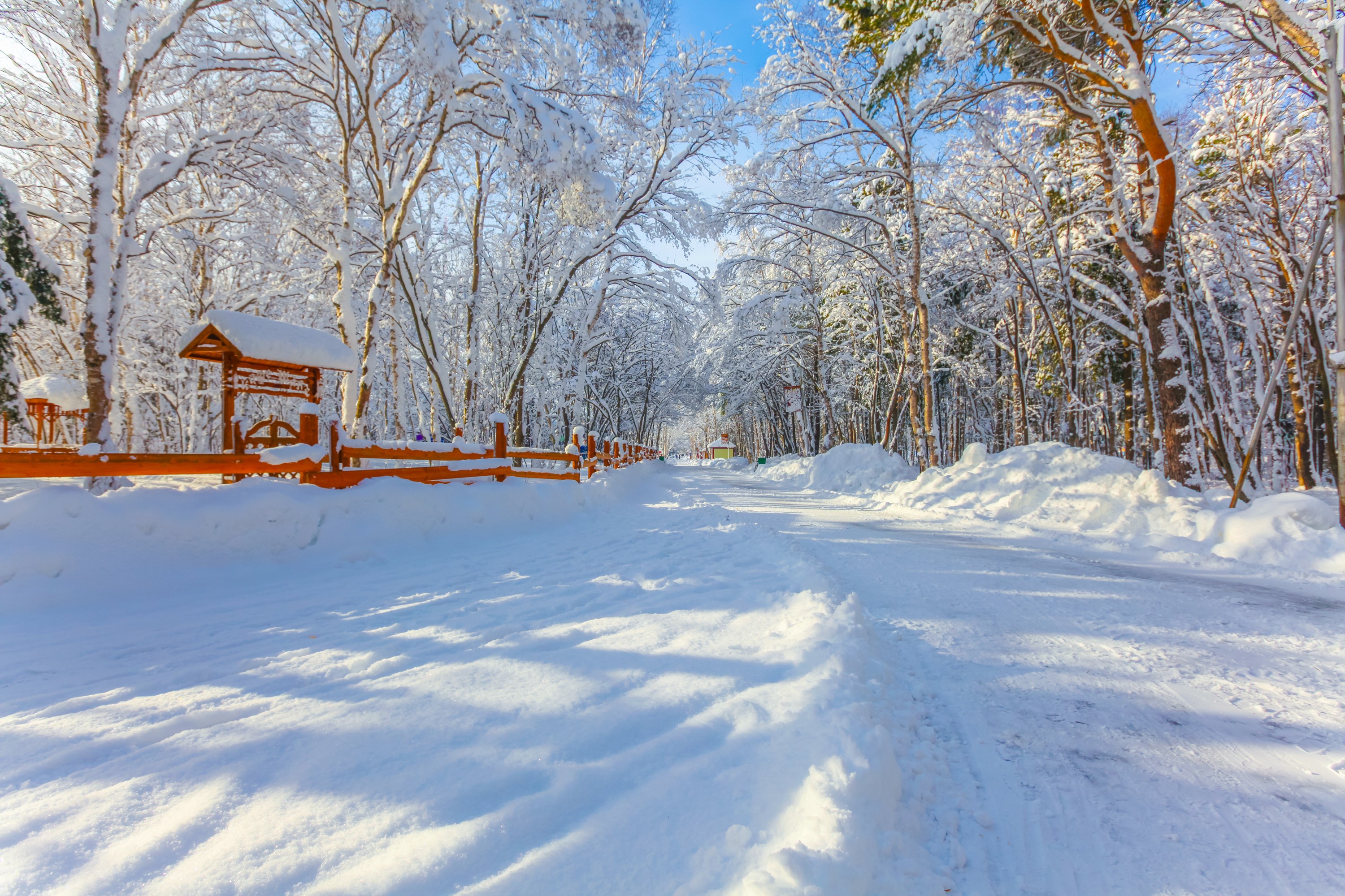 Snowy road in a winter forest with a wooden fence HD Wallpaper